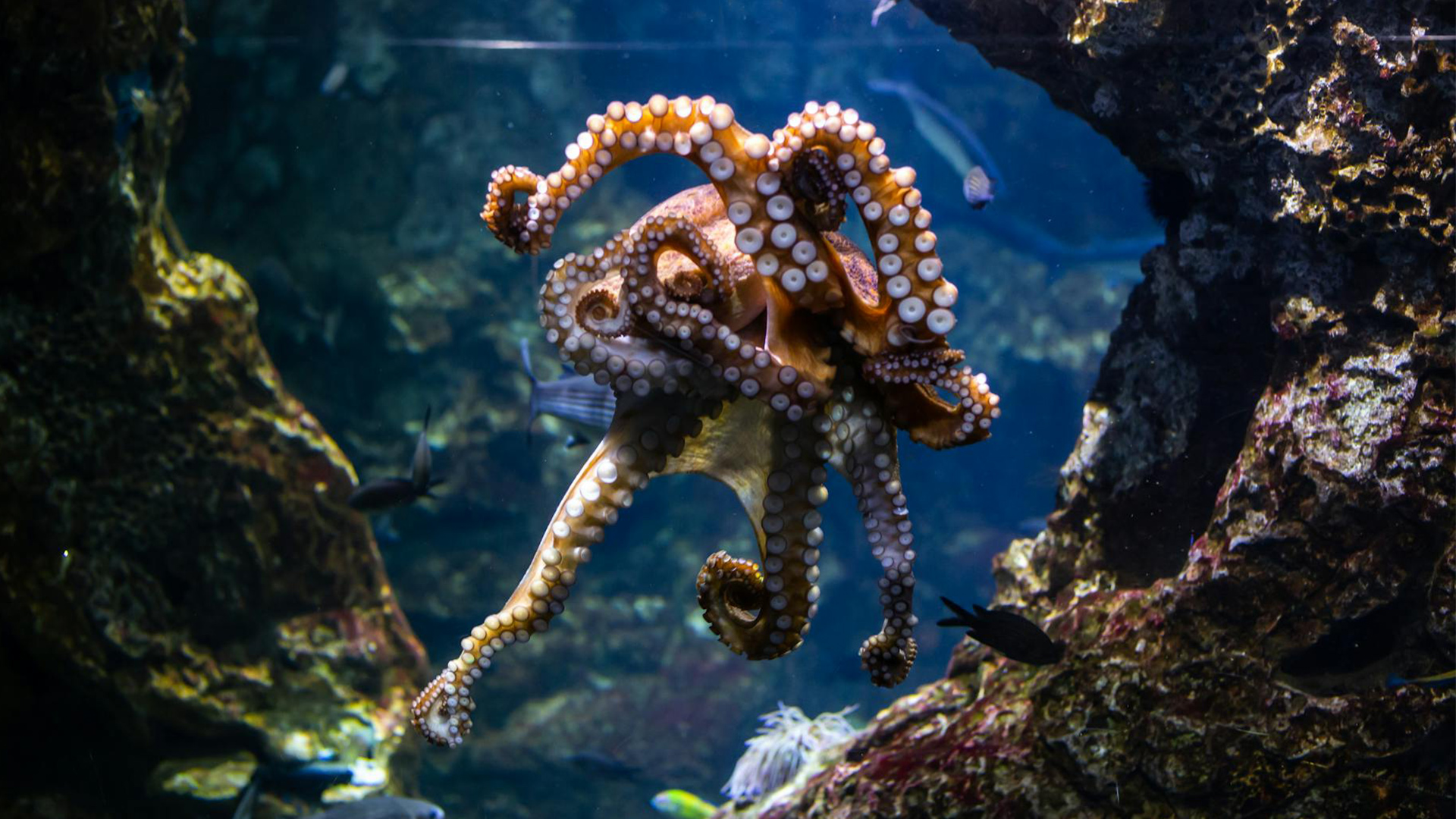 A secret octopus molecule can stop trapped oxygen from killing perovskite cells