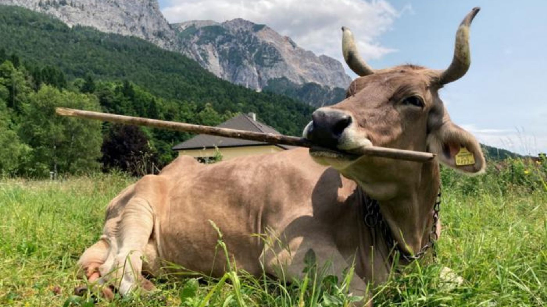 Cow switches brush ends to scratch herself, forcing rethink of cattle intelligence
