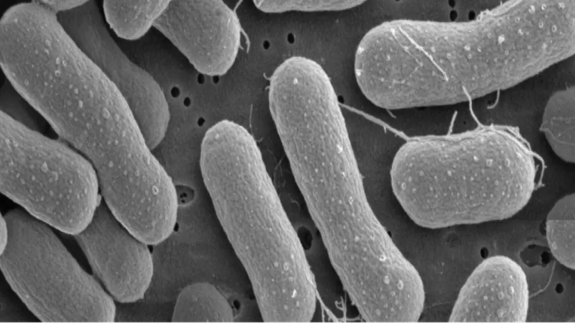 Methane-eating microbes offer a new way to turn emissions into plastic, feed and fuel