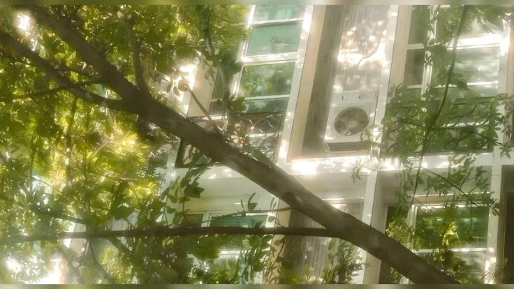 my old destroyed petal