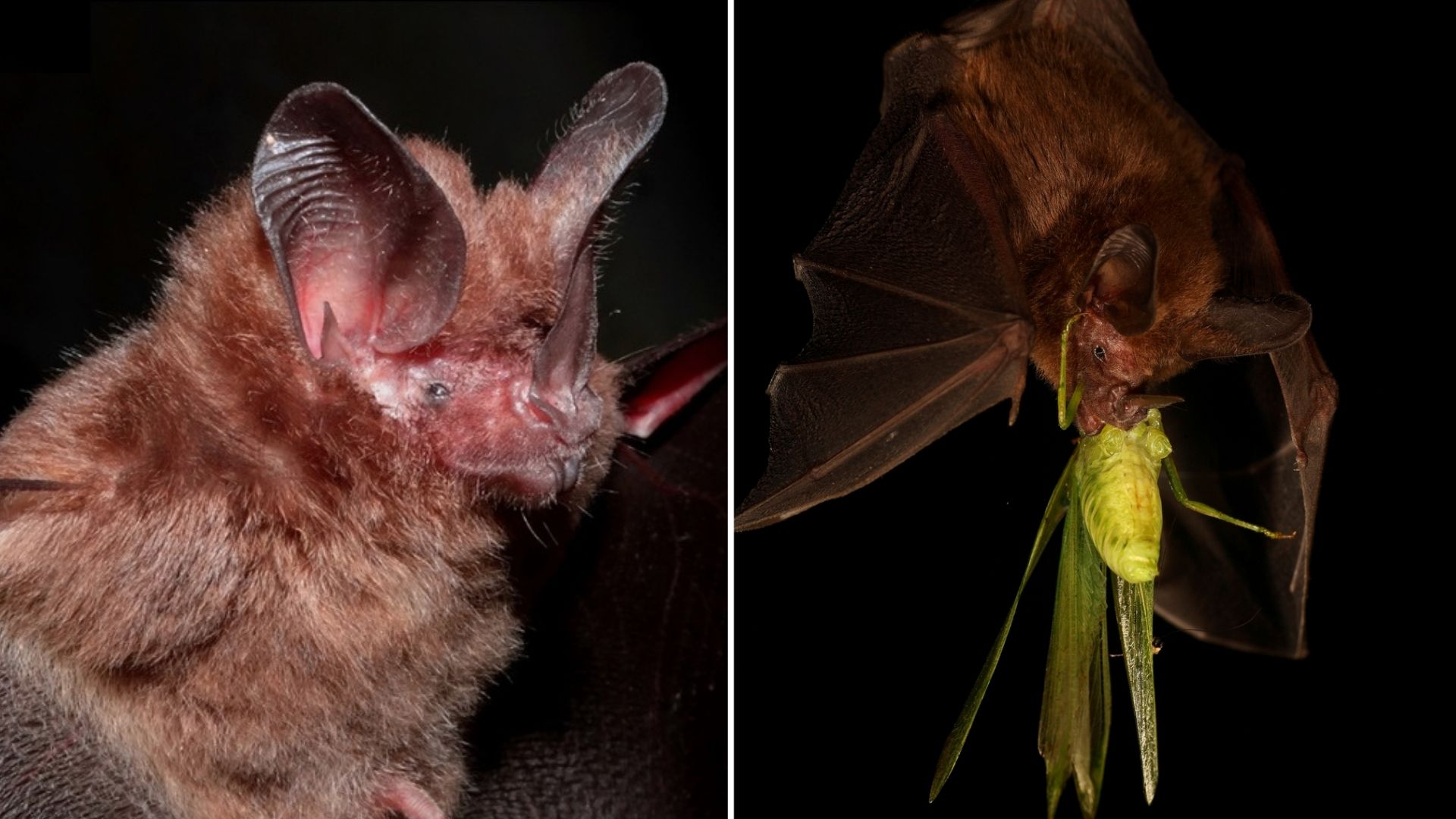 Robot bat reveals how big-eared bats find insects in darkness using sound echoes