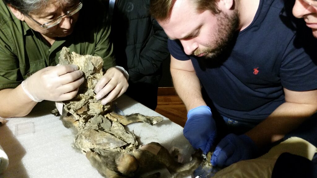 Scientists sequence a woolly rhino genome from a 14,400-year-old wolf’s stomach