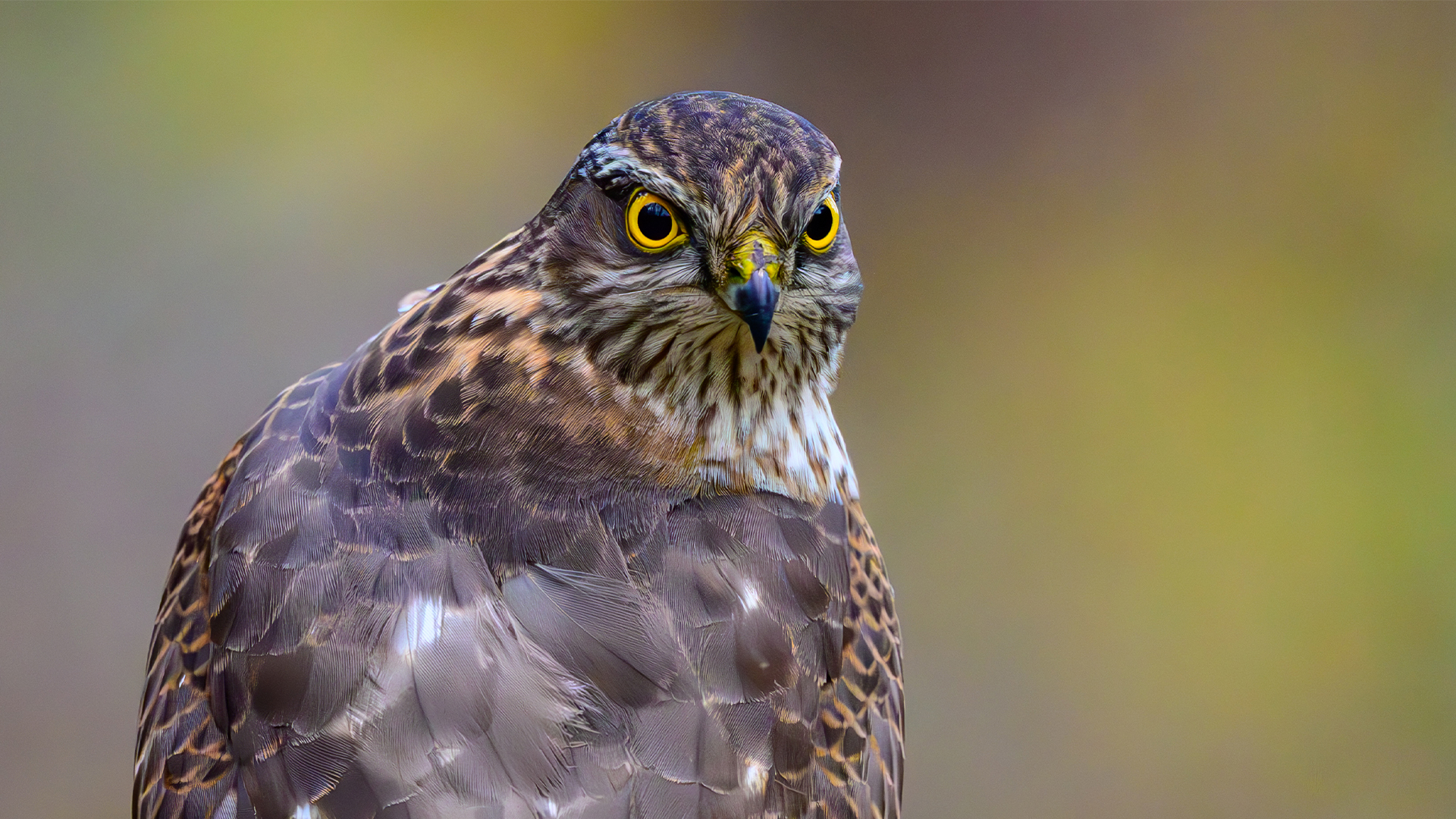 Sugar-powered sight? 400-year eye mystery behind birds’ oxygen-free vision solved