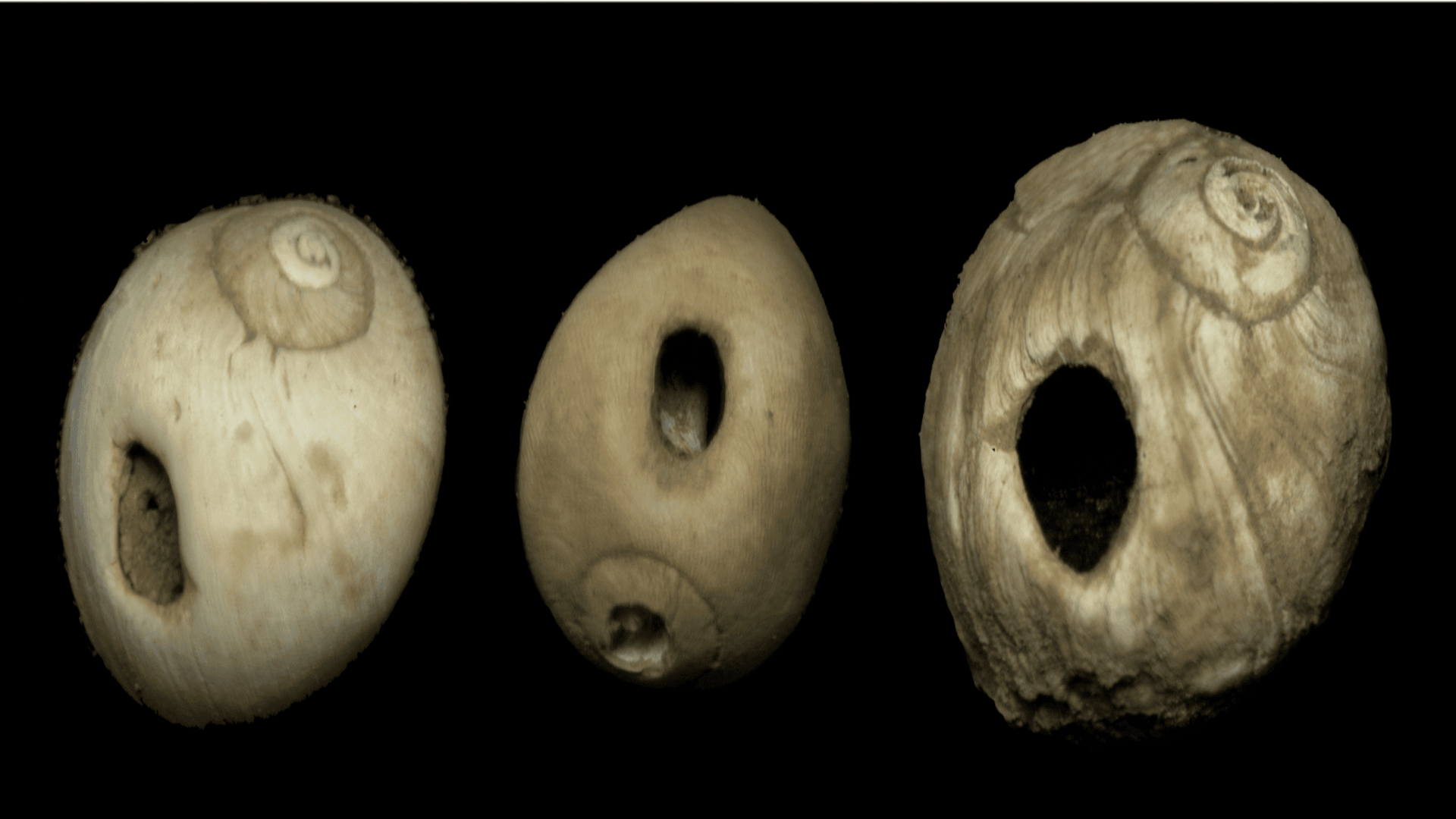 11,000-year-old British baby girl’s bones unearthed in cave, rewrite history