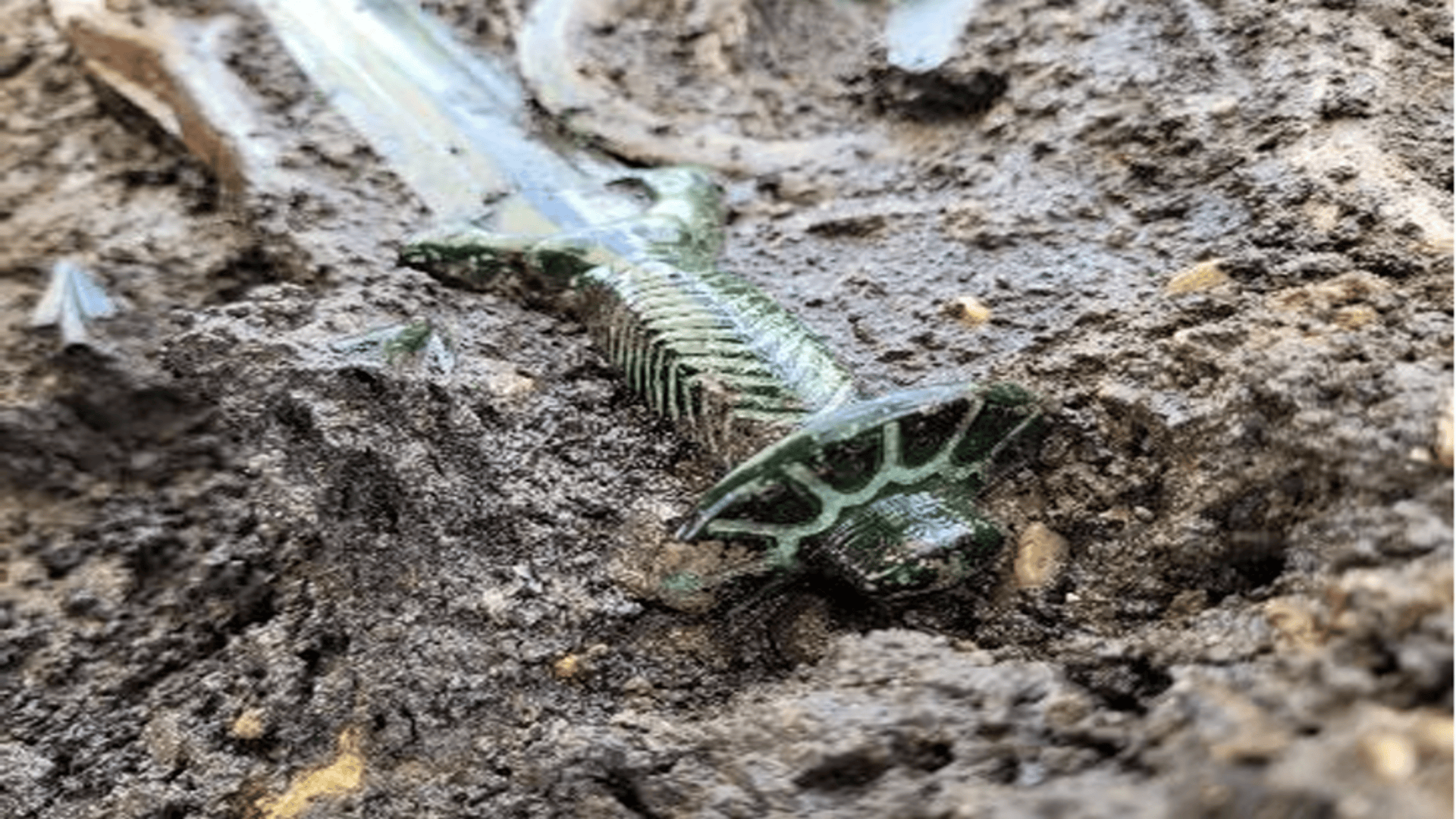 3,400-year-old legendary octagonal Bronze Age sword unearthed in south Germany