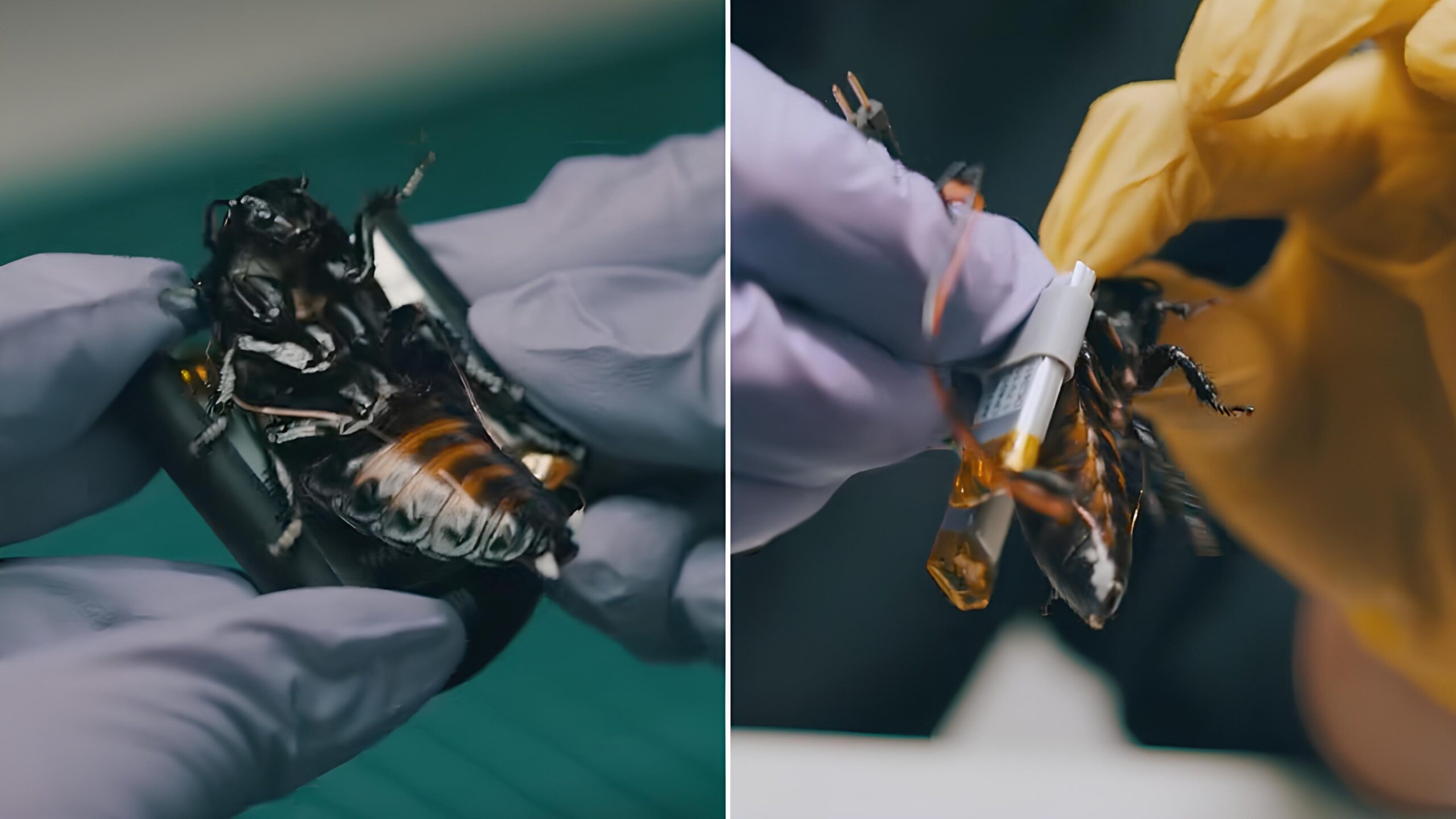 Cyborg cockroach swarms for reconnaissance tested in U.S. and European trials