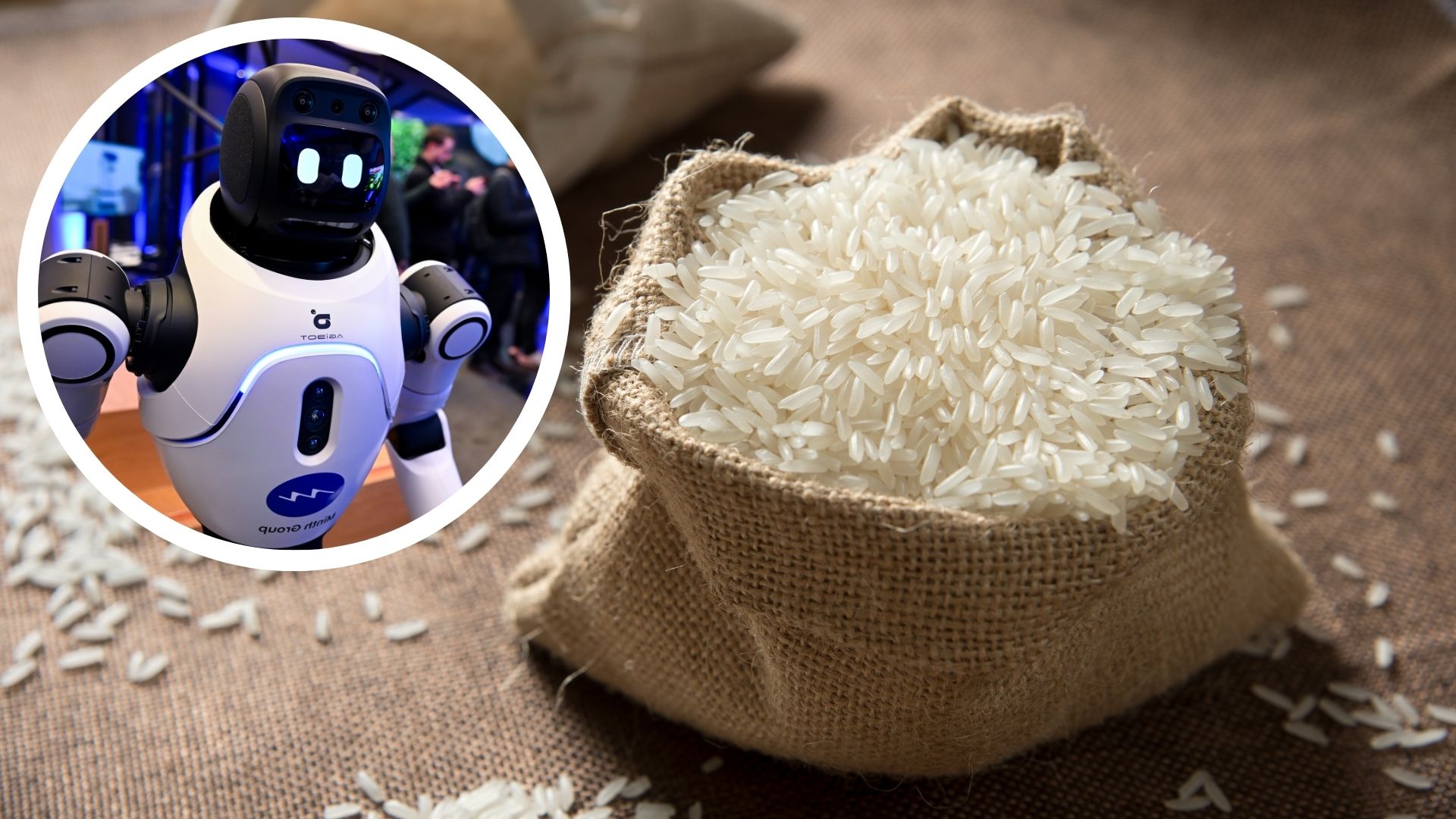 From grain to gear: Rice powers adaptive robots and impact-resistant equipment