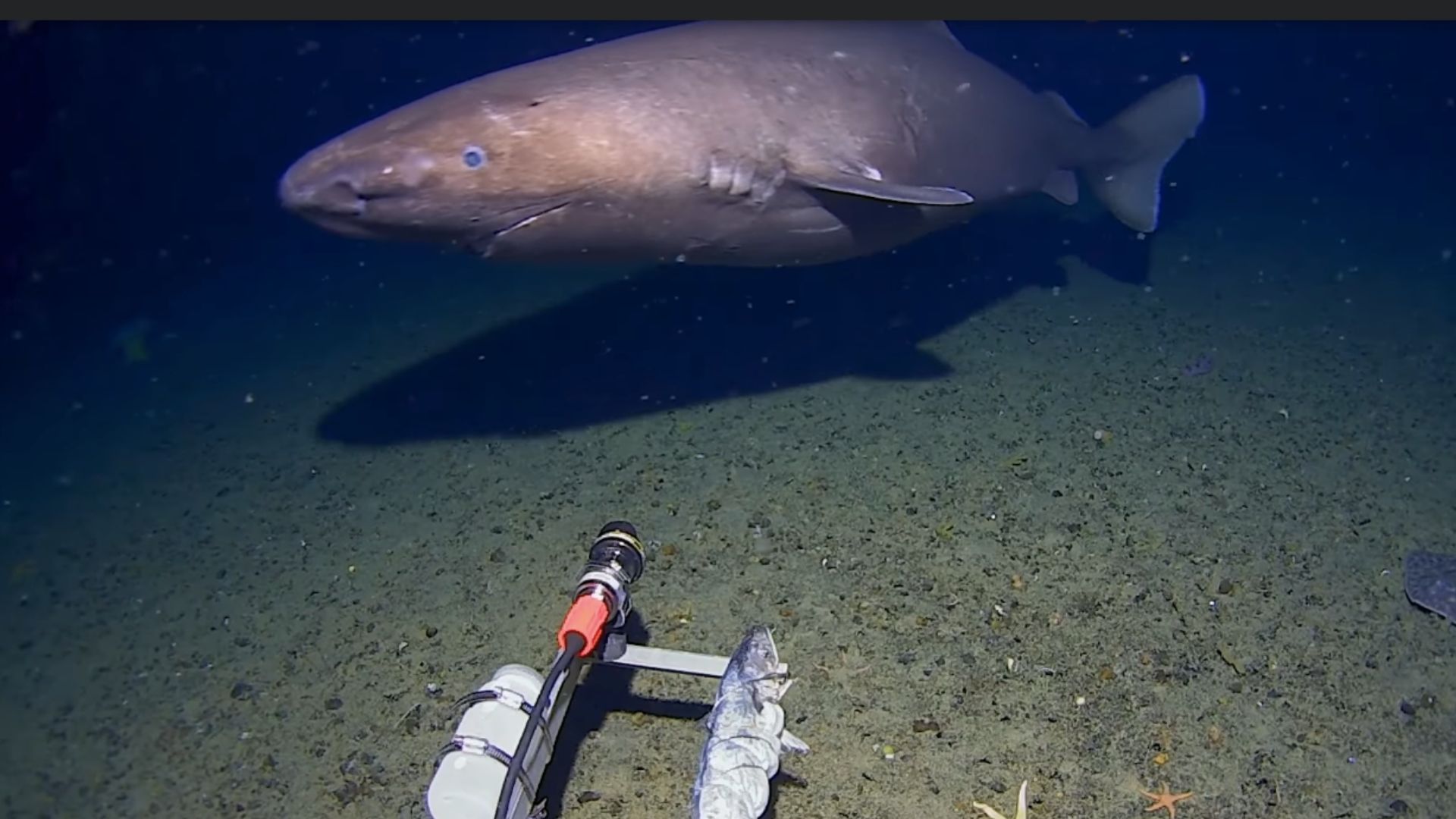 Massive 13-foot shark found patrolling freezing Antarctic seabed for the first time