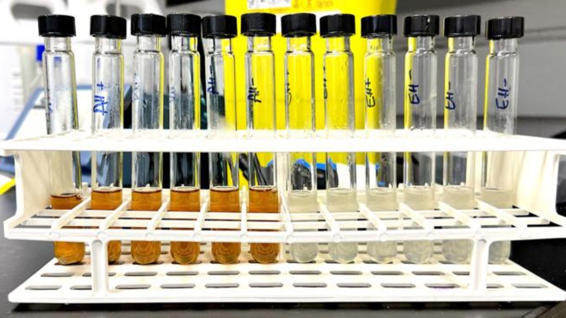 New method uses waste bread to replace fossil fuels in chemical manufacturing