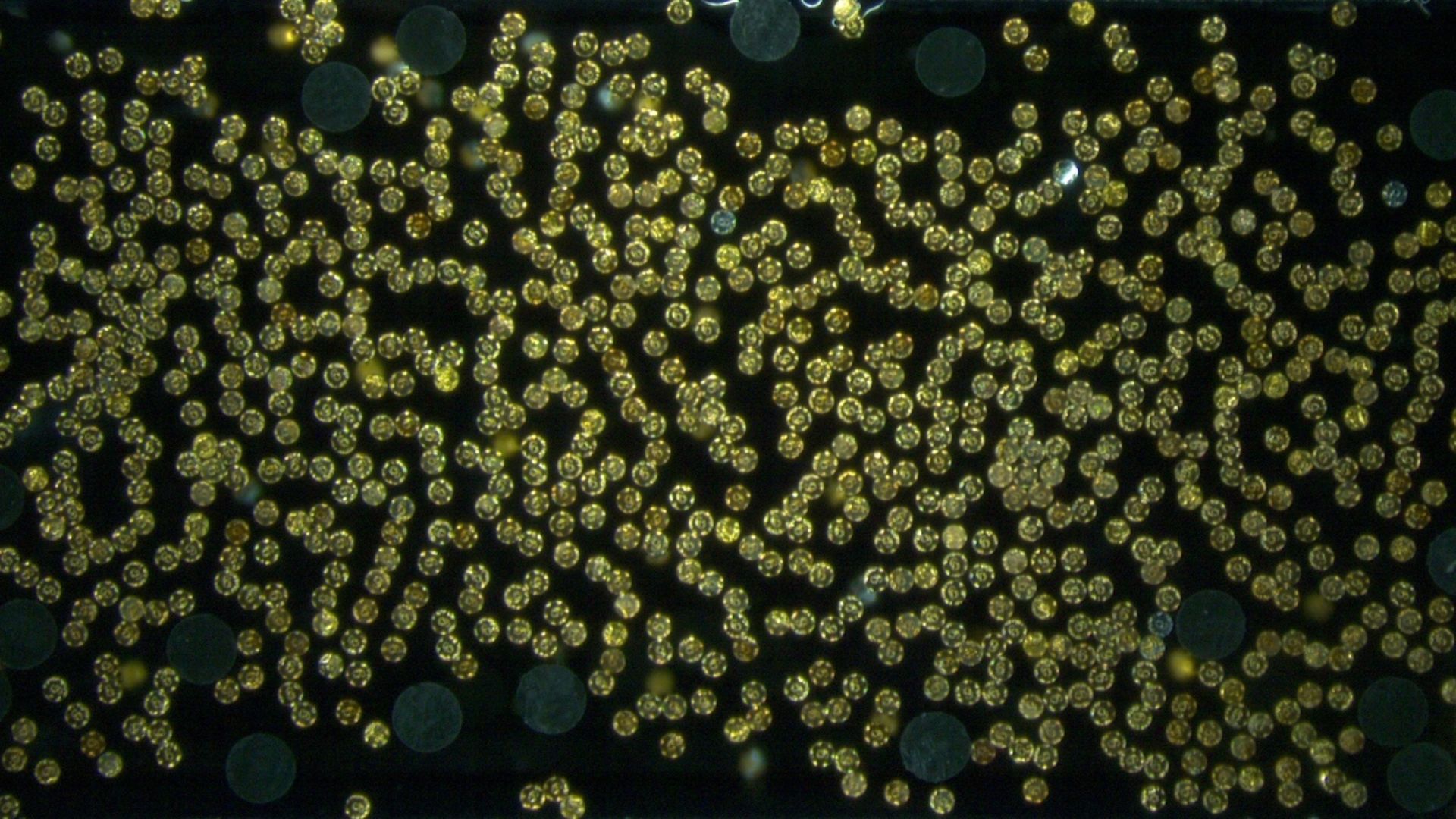 New microrobot swarms use whirlpools to lift objects 45,000 times heavier