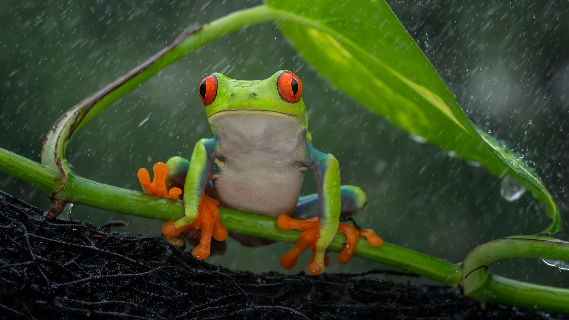 New study tracks where rain comes from using 45 years of isotope data