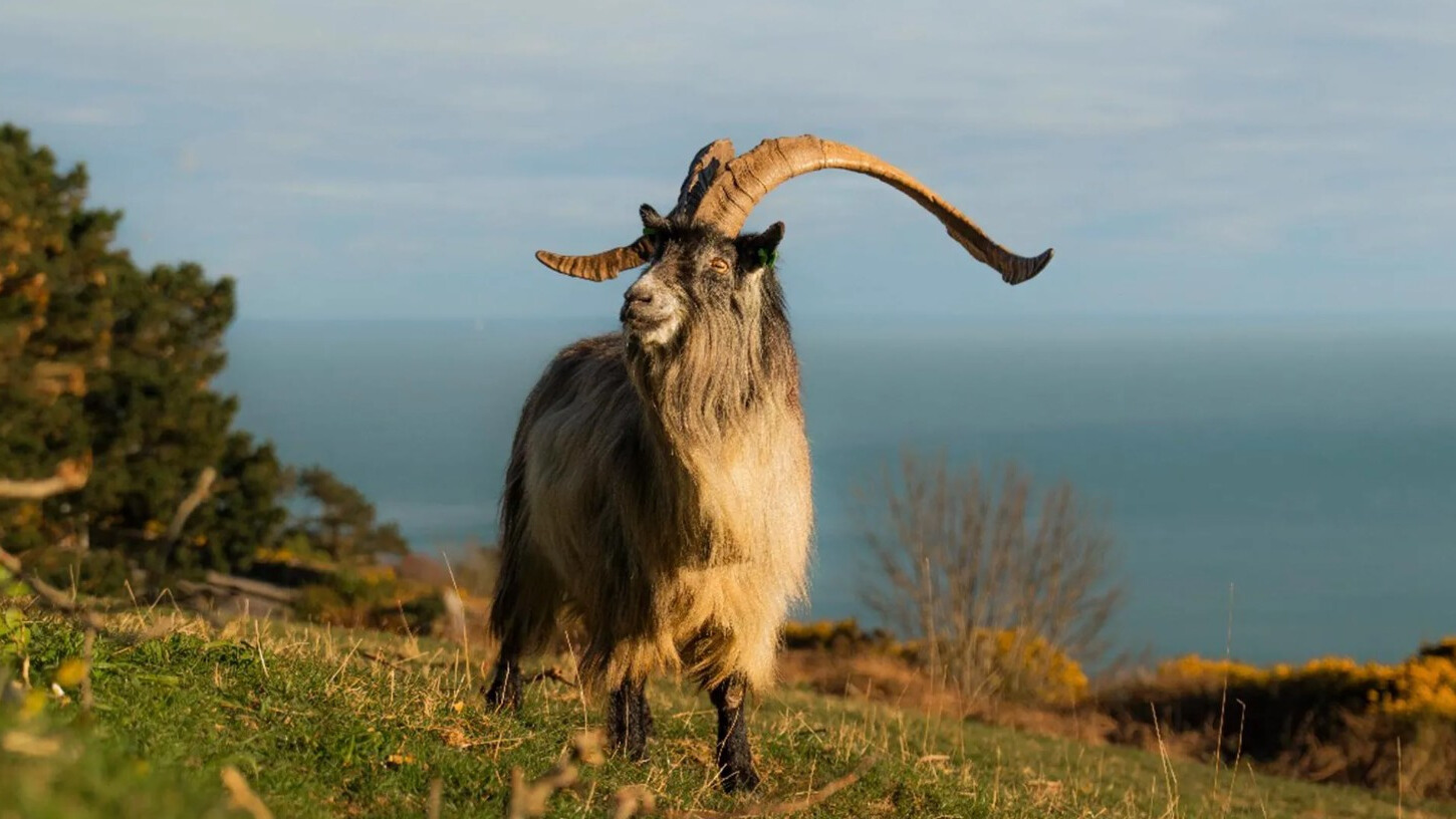 Rare Old Irish Goat proven to descend from 3,000-year-old Bronze Age herds