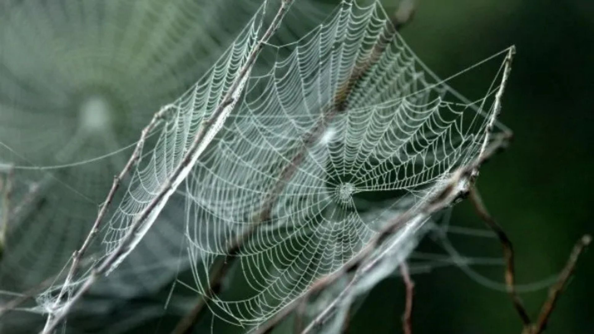 Spider silk ‘superpowers’ reveal path to lighter and stronger aircraft materials