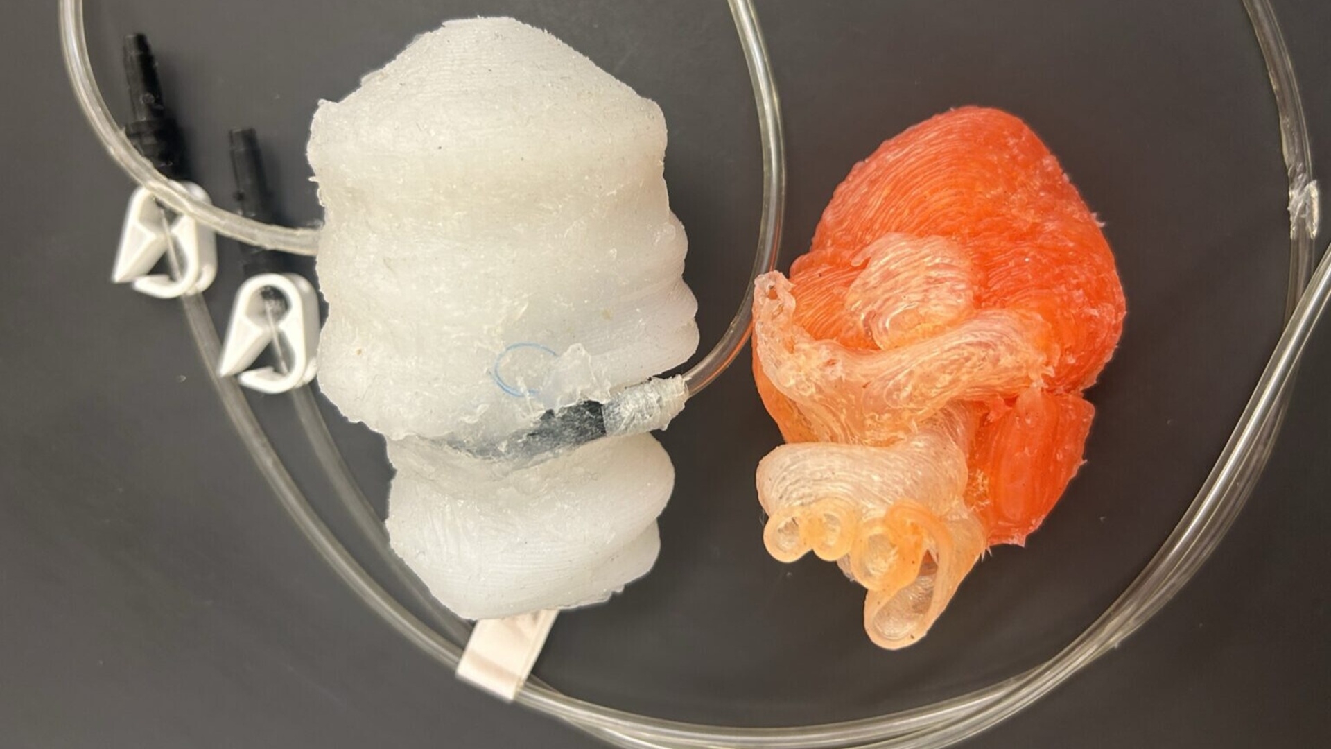 3D-printed ‘beating heart’ offers new frontier in simulations