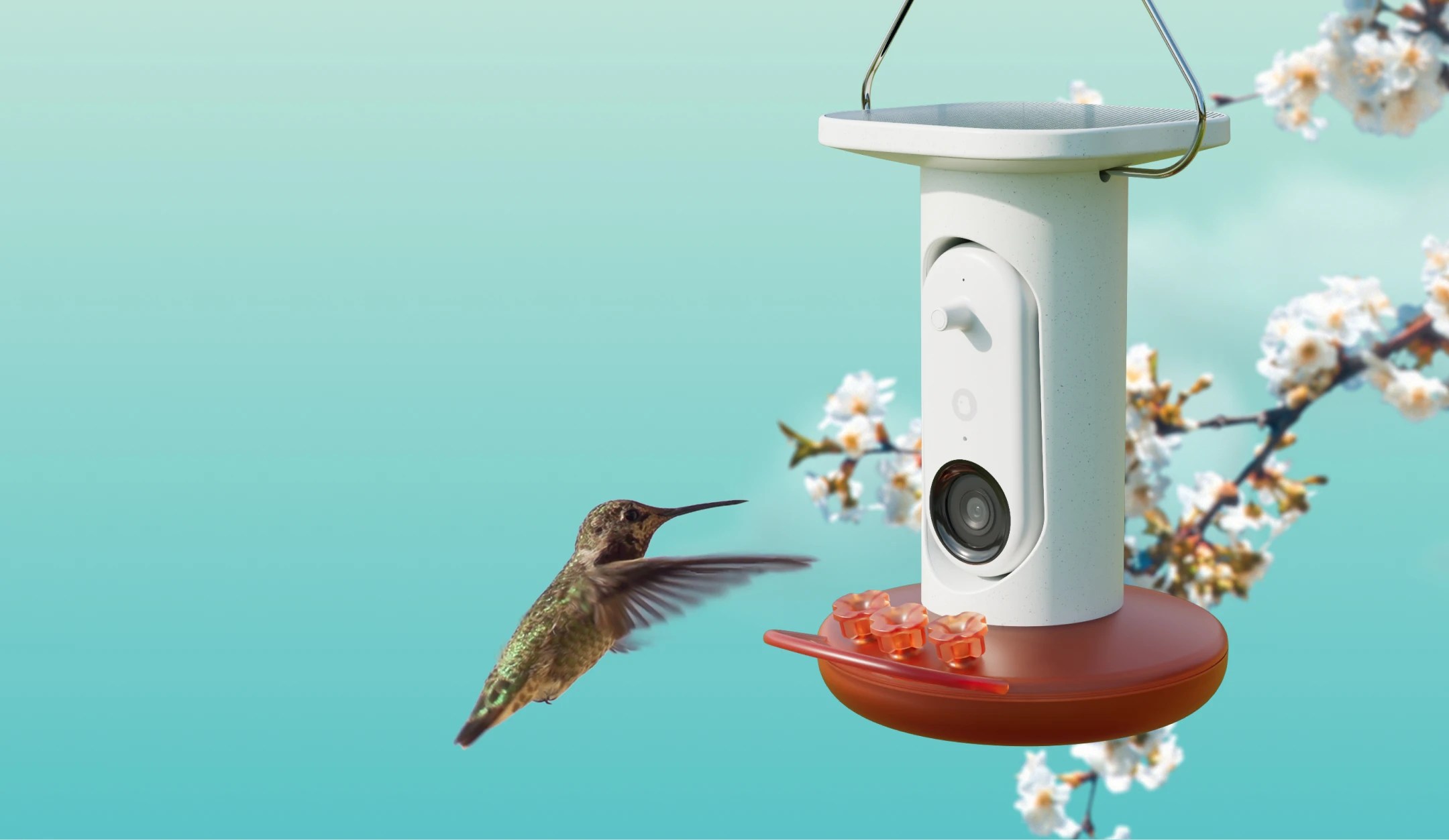 Birdbuddy’s AI-powered hummingbird feeder is matching its best price to date