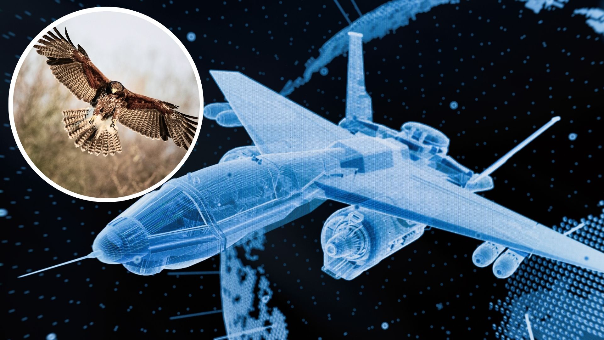 Jets, drones could become highly maneuverable using design, flight lessons from hawks