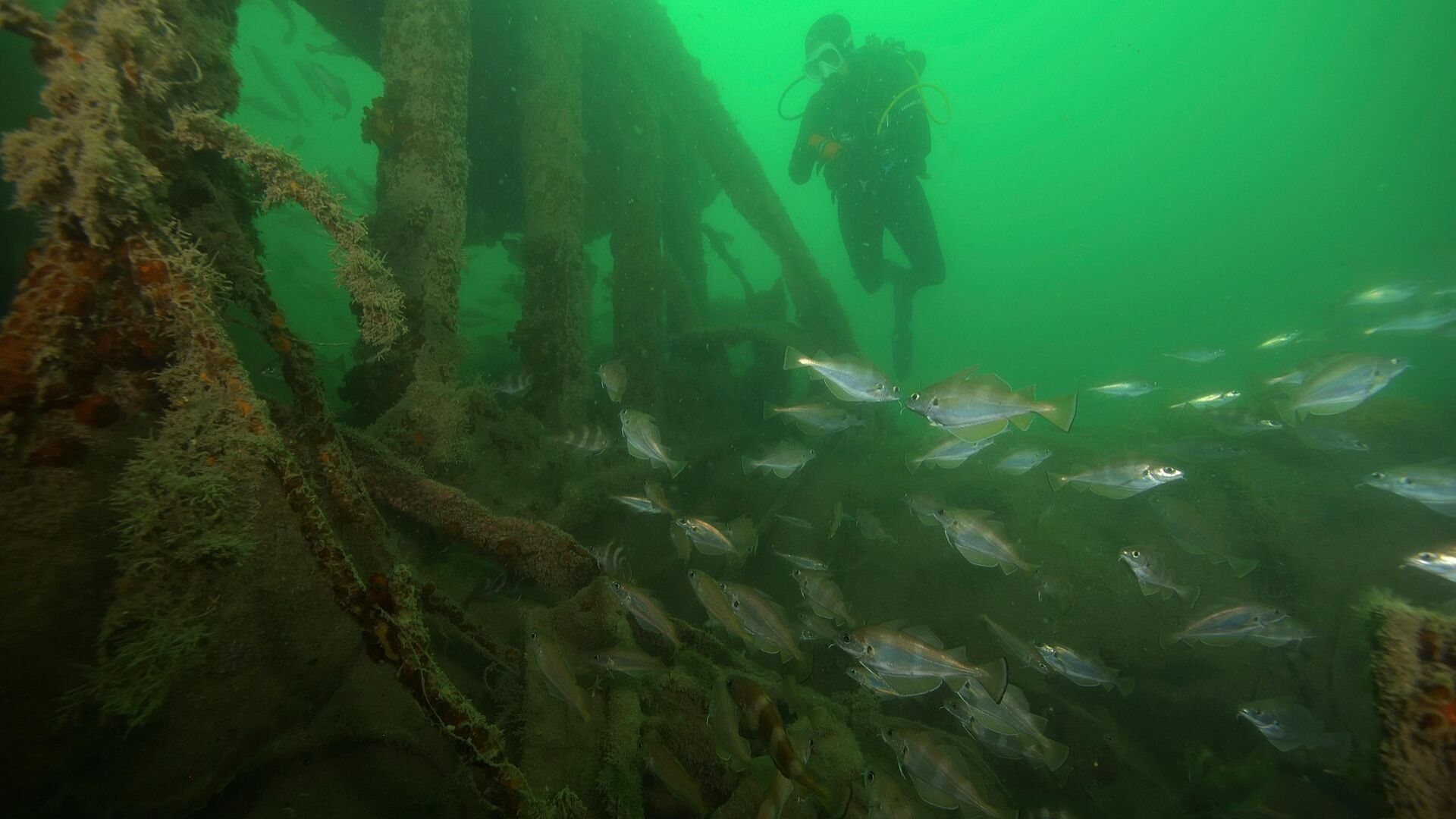 Shipwrecks found across 328 feet of seafloor near 2,300-year-old ancient Greek city