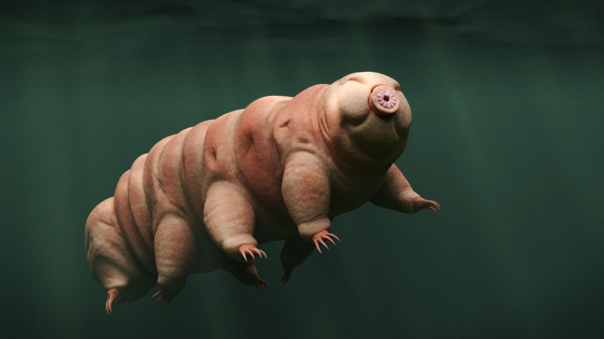 Tough, space-proof ‘water bears’ would fail in Martian soil, study finds