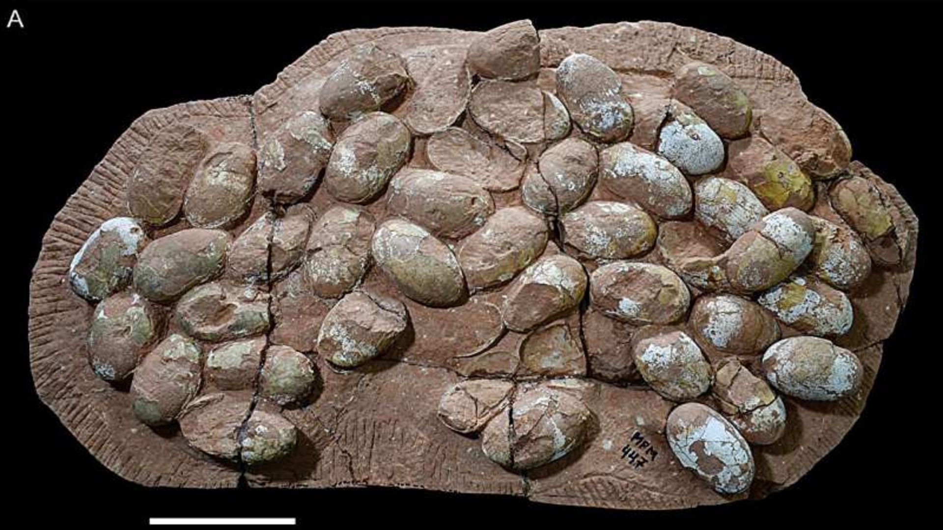 ‘World’s largest’: Record-breaking clutch of 47 Mesozoic crocodile eggs unearthed in Brazil