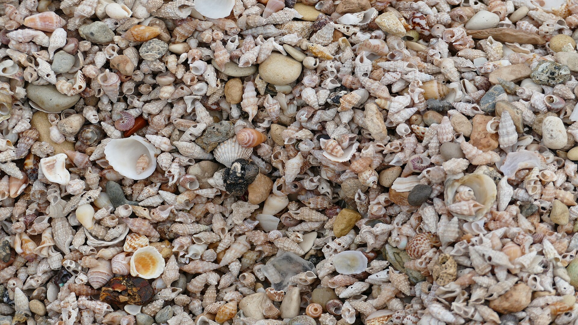 1,200-year-old island found in Fiji is made of edible shellfish remains, study says