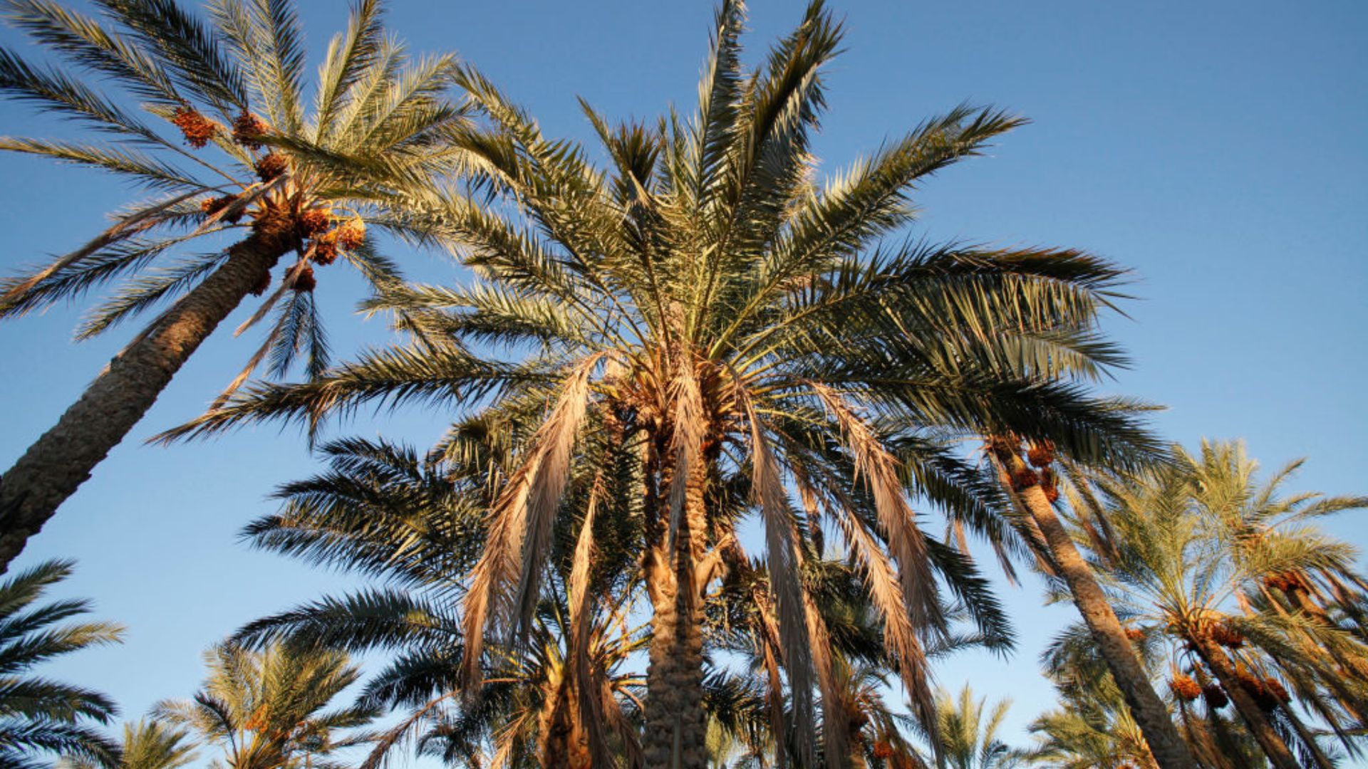 150 million palm trees’ surface fiber waste could help make bio-oil with new trick