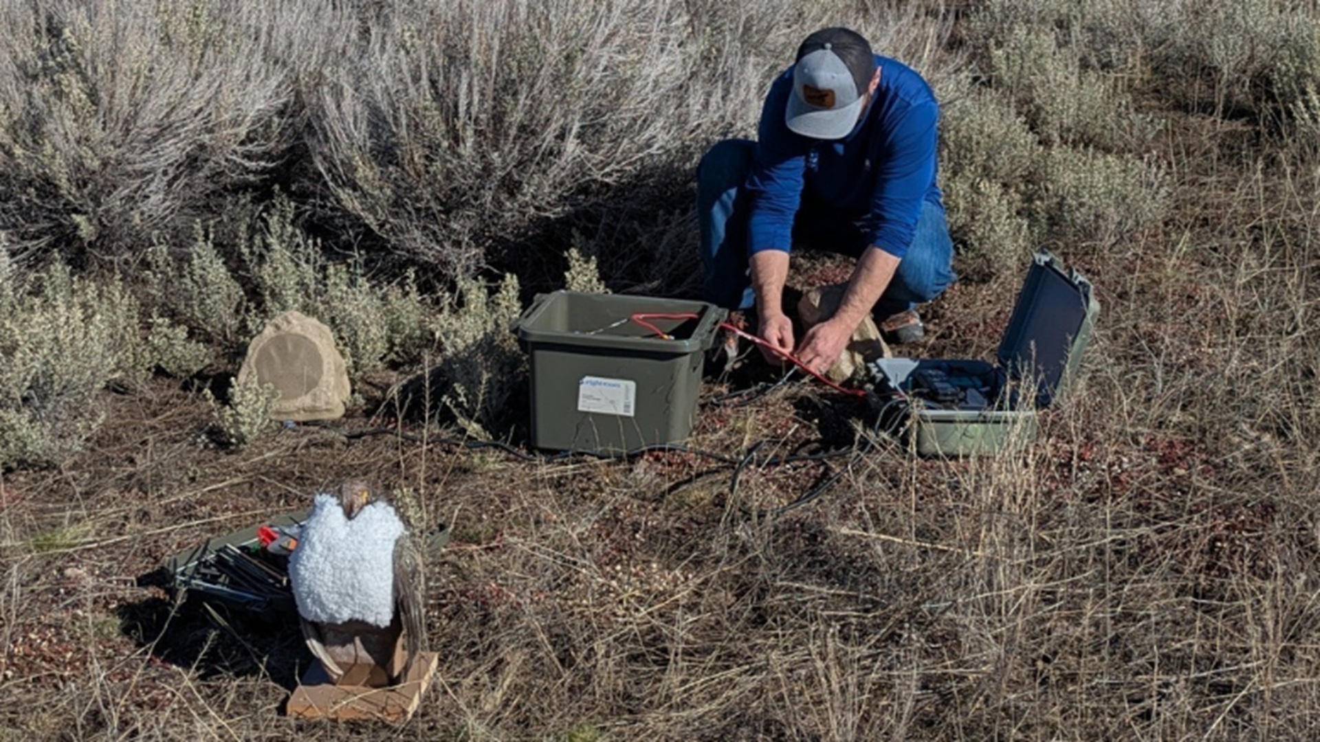 Fake birds, real impact: Robotic decoys aim to revive grouse populations in US