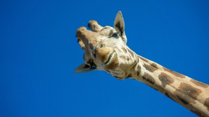 (g+) Transformer: Wie macht er das nur?