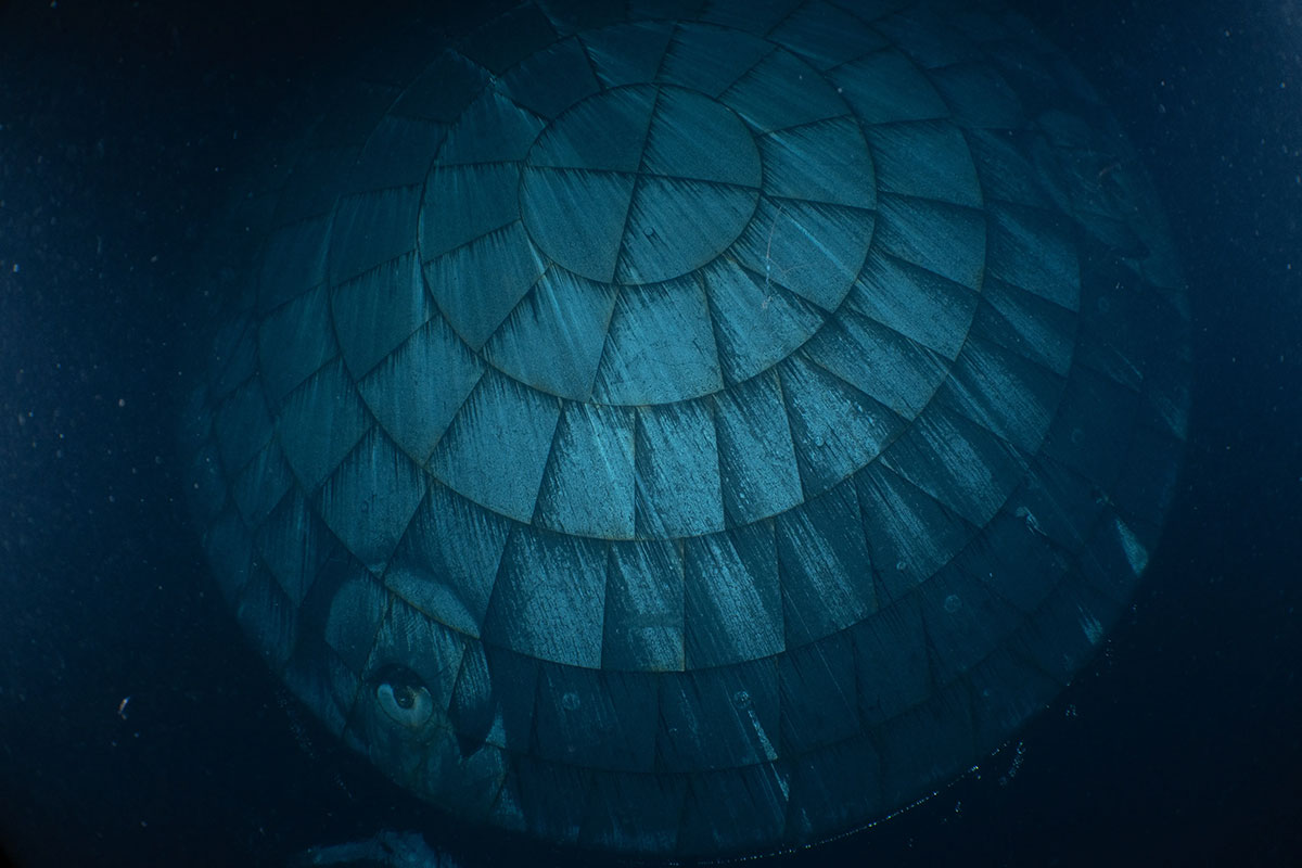 Guess What This Creepy Underwater Thing Is That Was Photographed by US Navy Divers for NASA