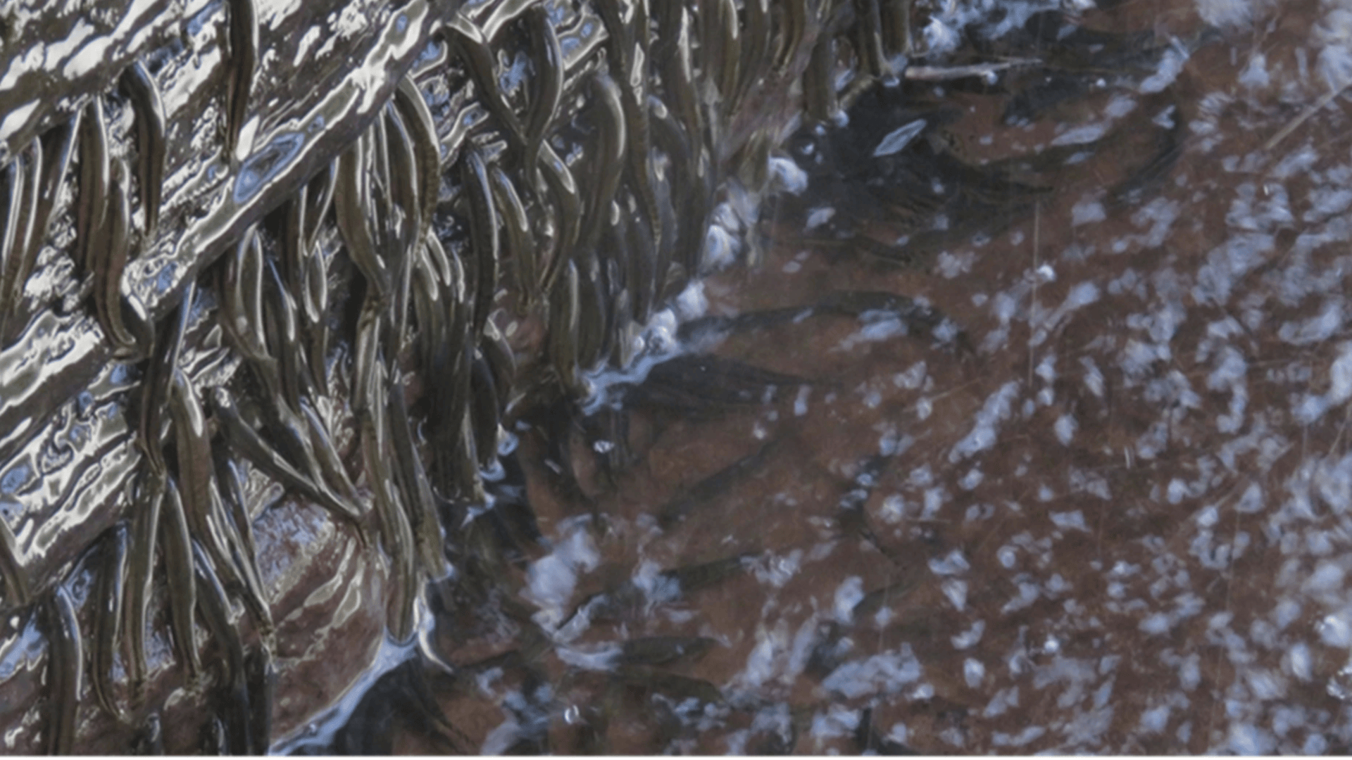 Legendary African shellear fish climb 50-foot-high waterfall in 10 hours