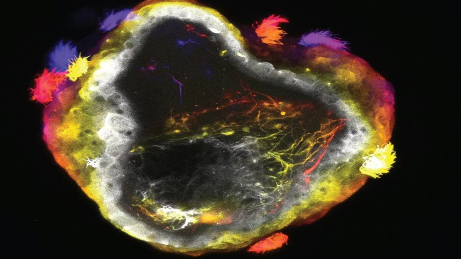 Neurobots: Tiny living robots now use neurons to guide movement and behavior
