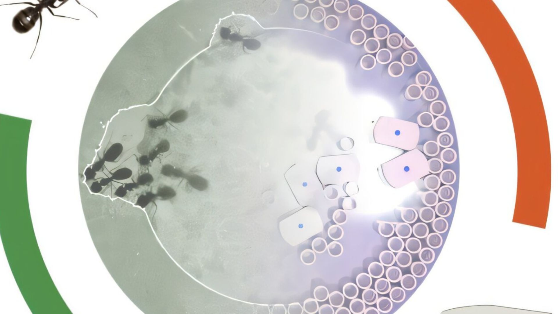 New robot ants work like real insects to build and dismantle on their own