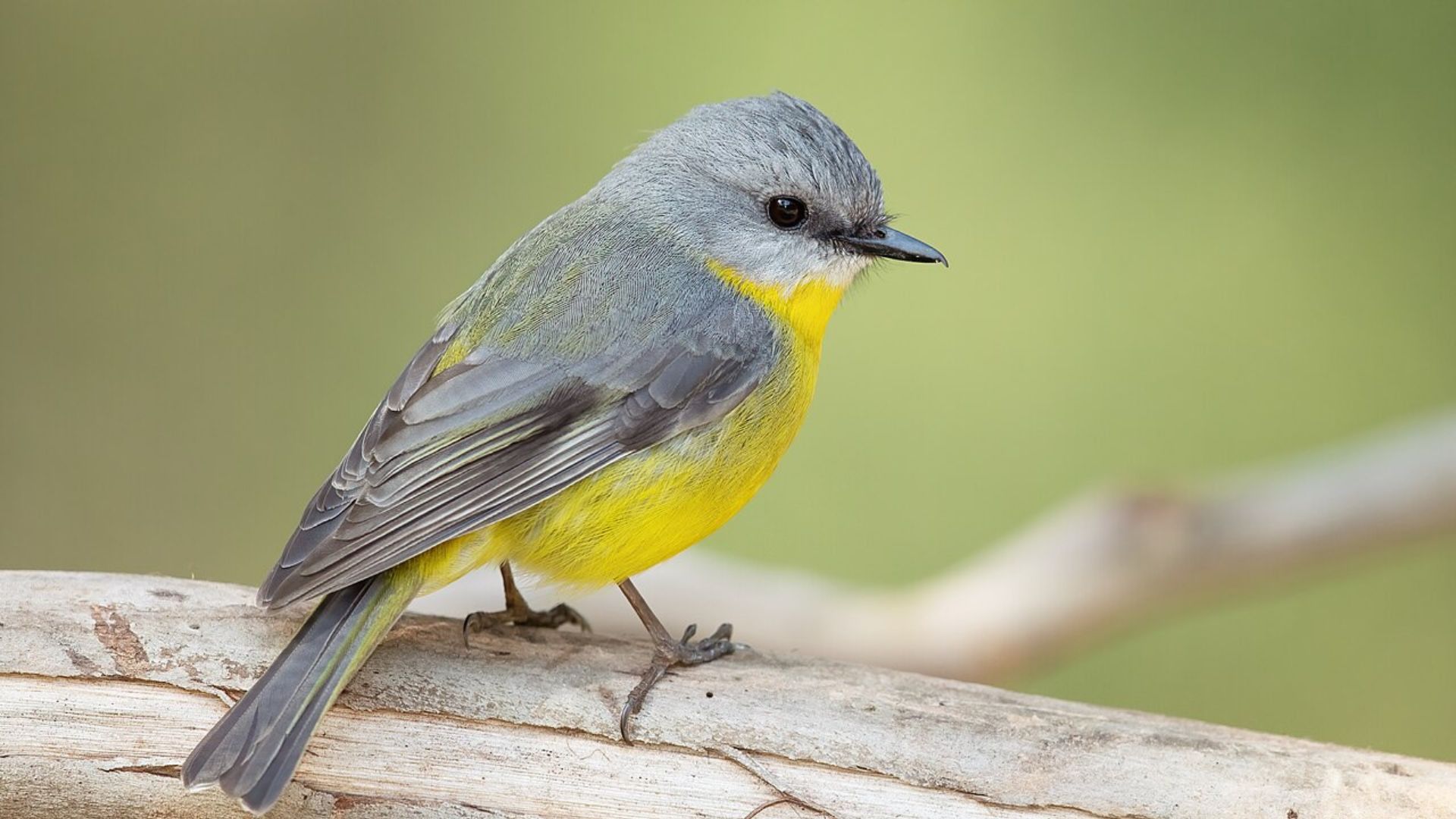 Songbird study reveals potential paths for human brain’s self-repair, neurogenesis