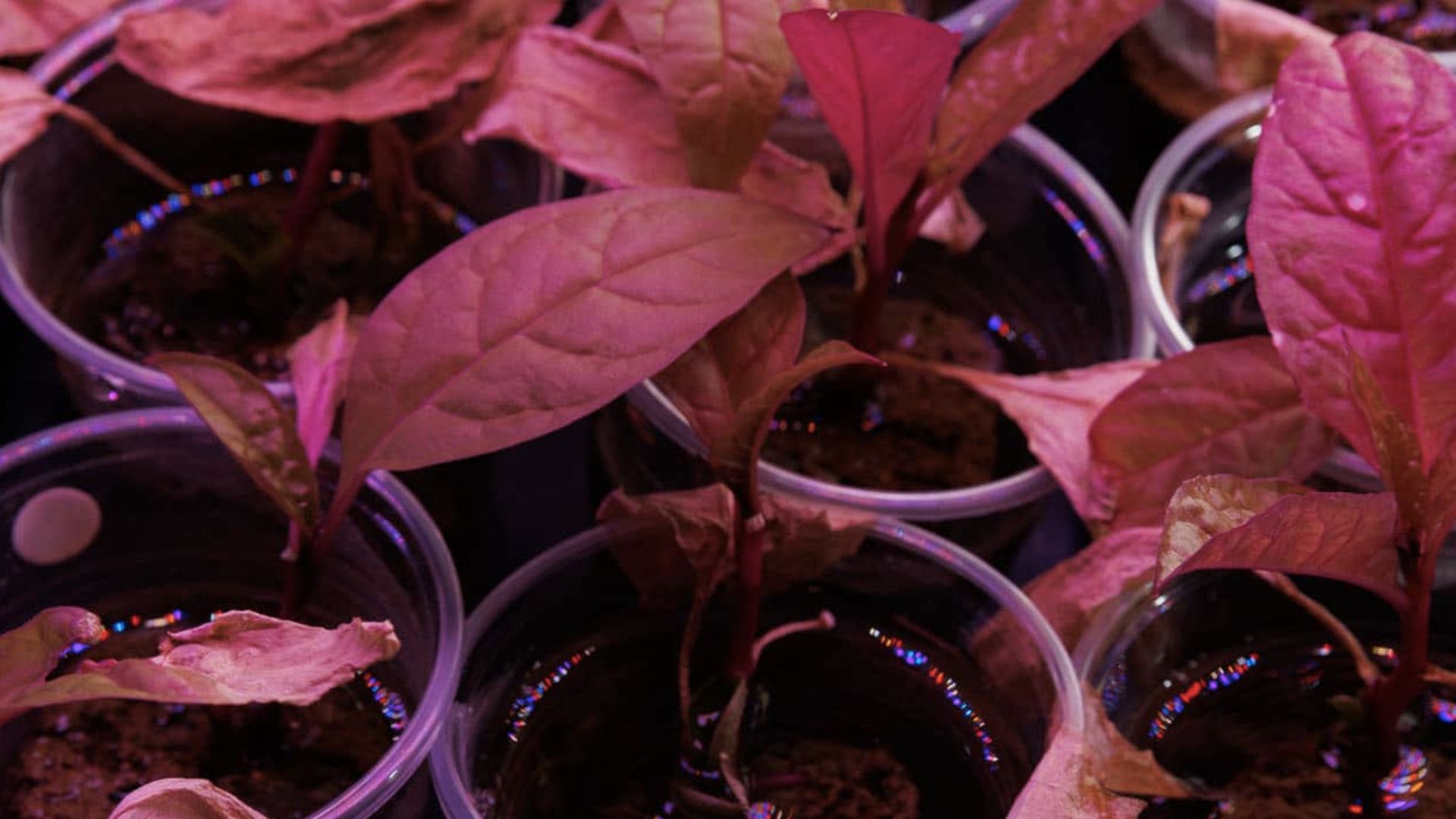 US scientists’ new method can measure rare-earth elements in plants without destroying them