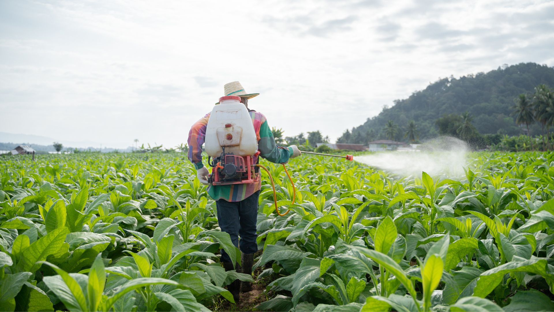 US waste streams contain $5.7 billion in untapped agricultural nutrients, study suggests