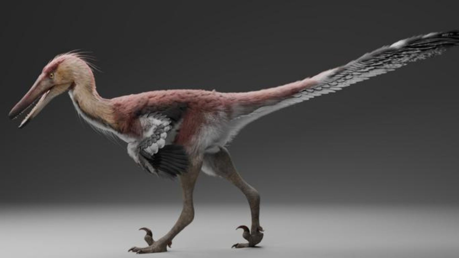 70-million-year-old fossil reveals ancient raptor behaved like a modern heron