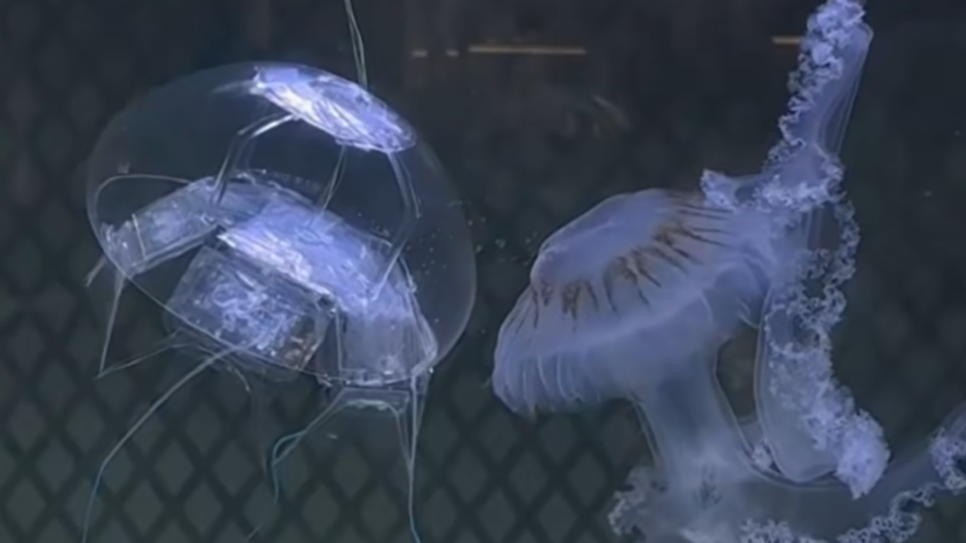 Biomedical jellyfish-inspired robot hits record swim speeds without onboard power