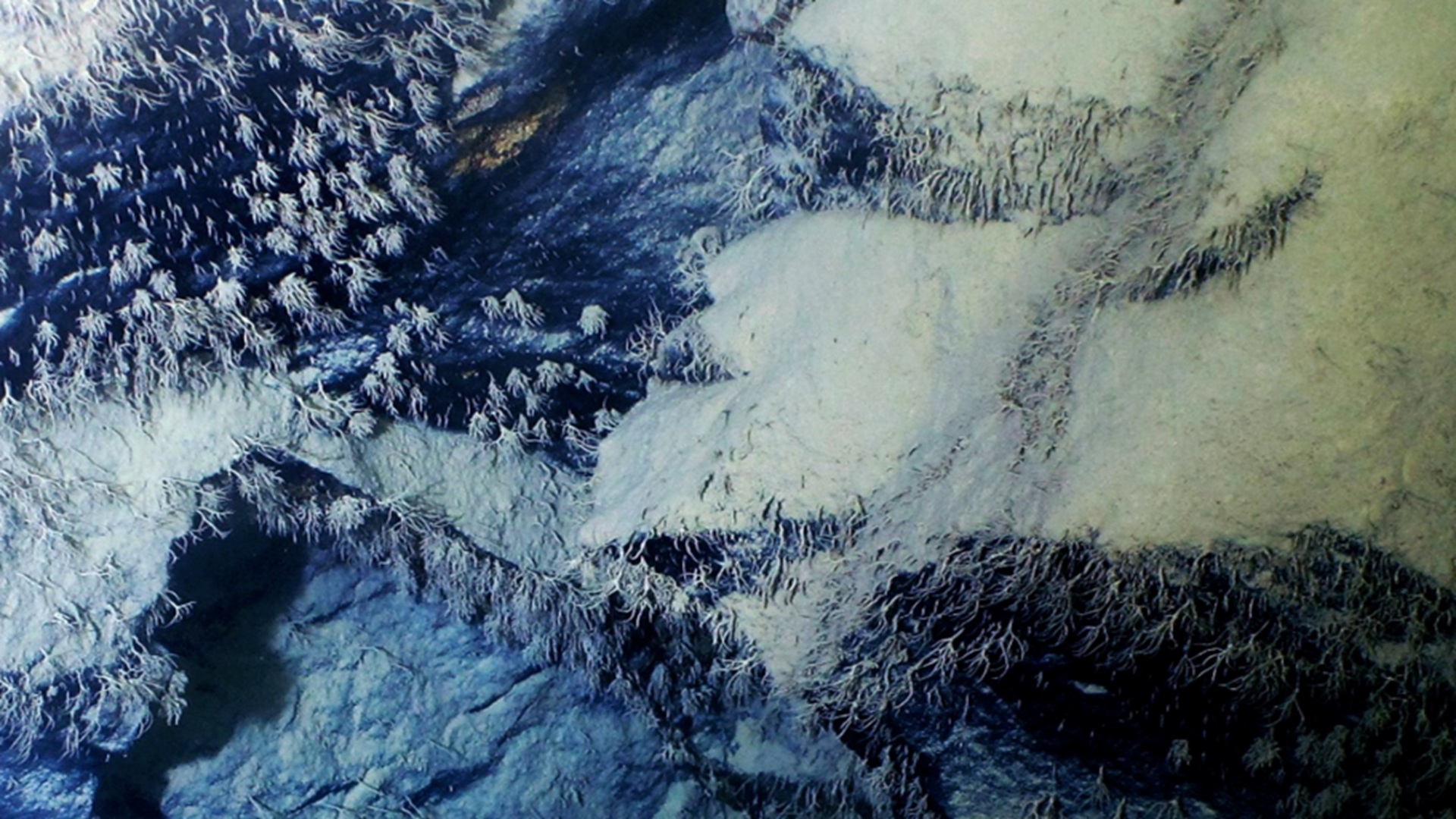 Chinese scientists discover 32 species living 5.6 miles beneath Pacific Ocean
