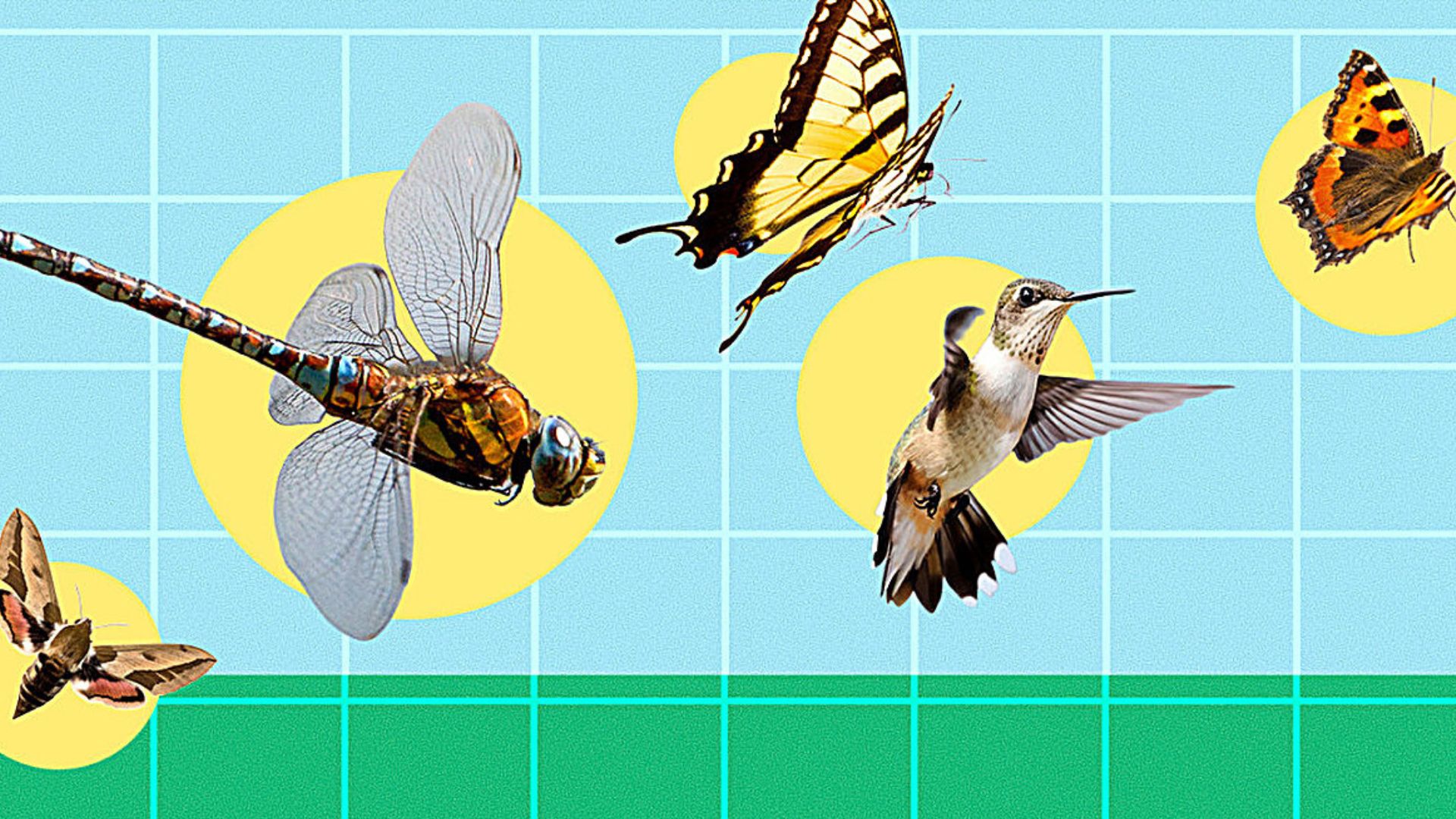 Cornell’s insect-inspired 3D model could allow flapping-wing robots to fly stably
