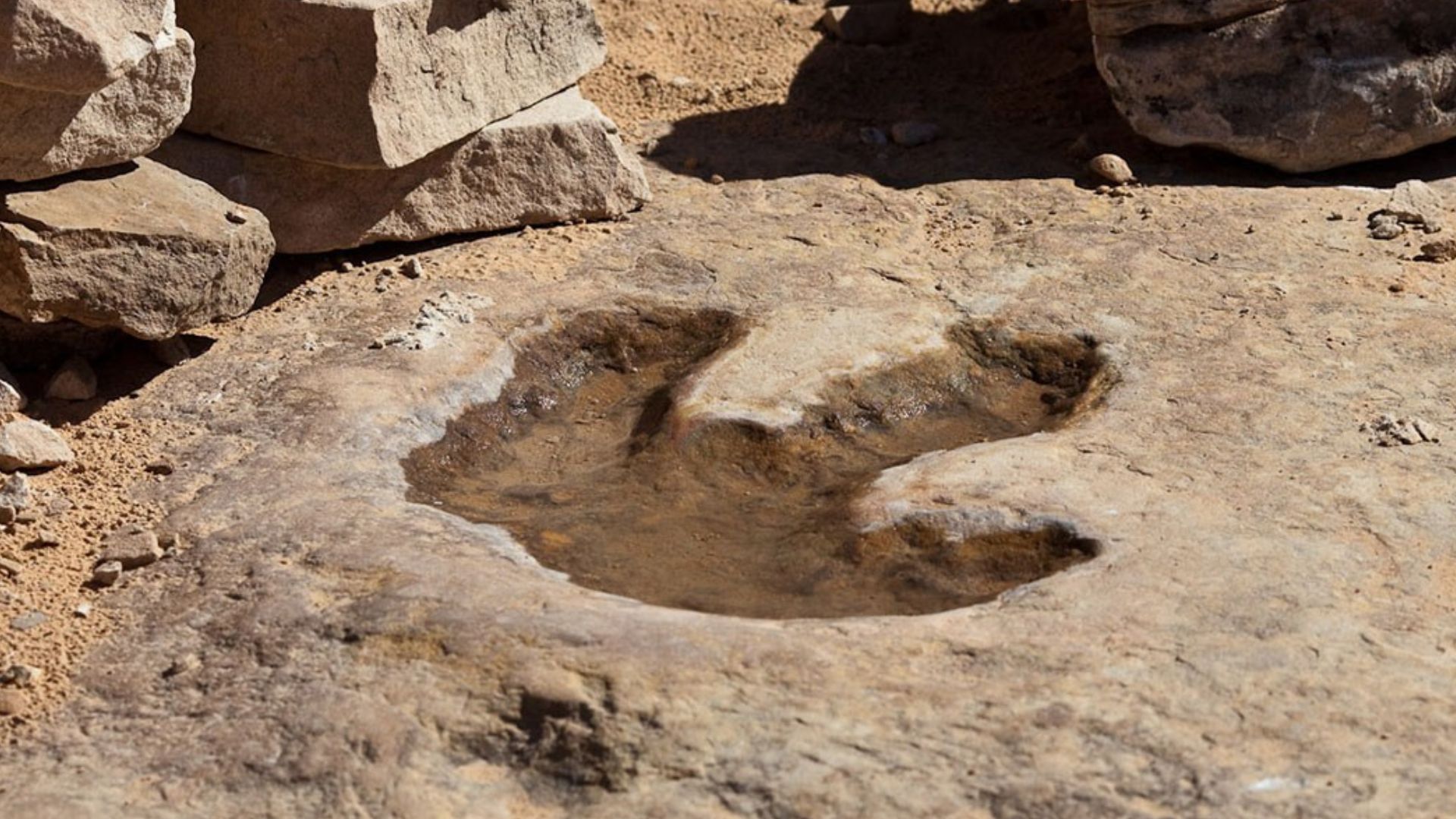 Dinosaur in China walked at just 0.6 mph in newly studied footprint field