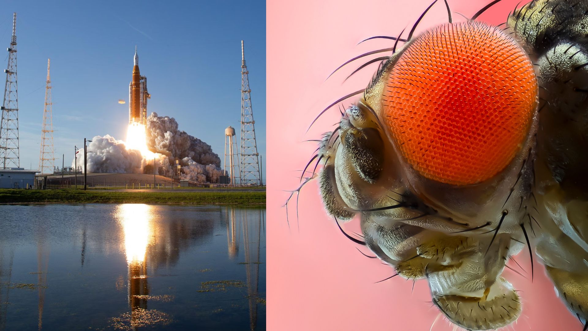 Fruit flies survive 13G hypergravity, show resilience in rapid-spin centrifuge