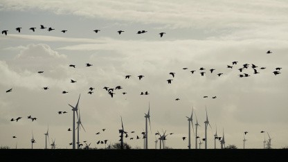 Gefahr durch Windkraft: Vom Vogeltod zum Infraschall