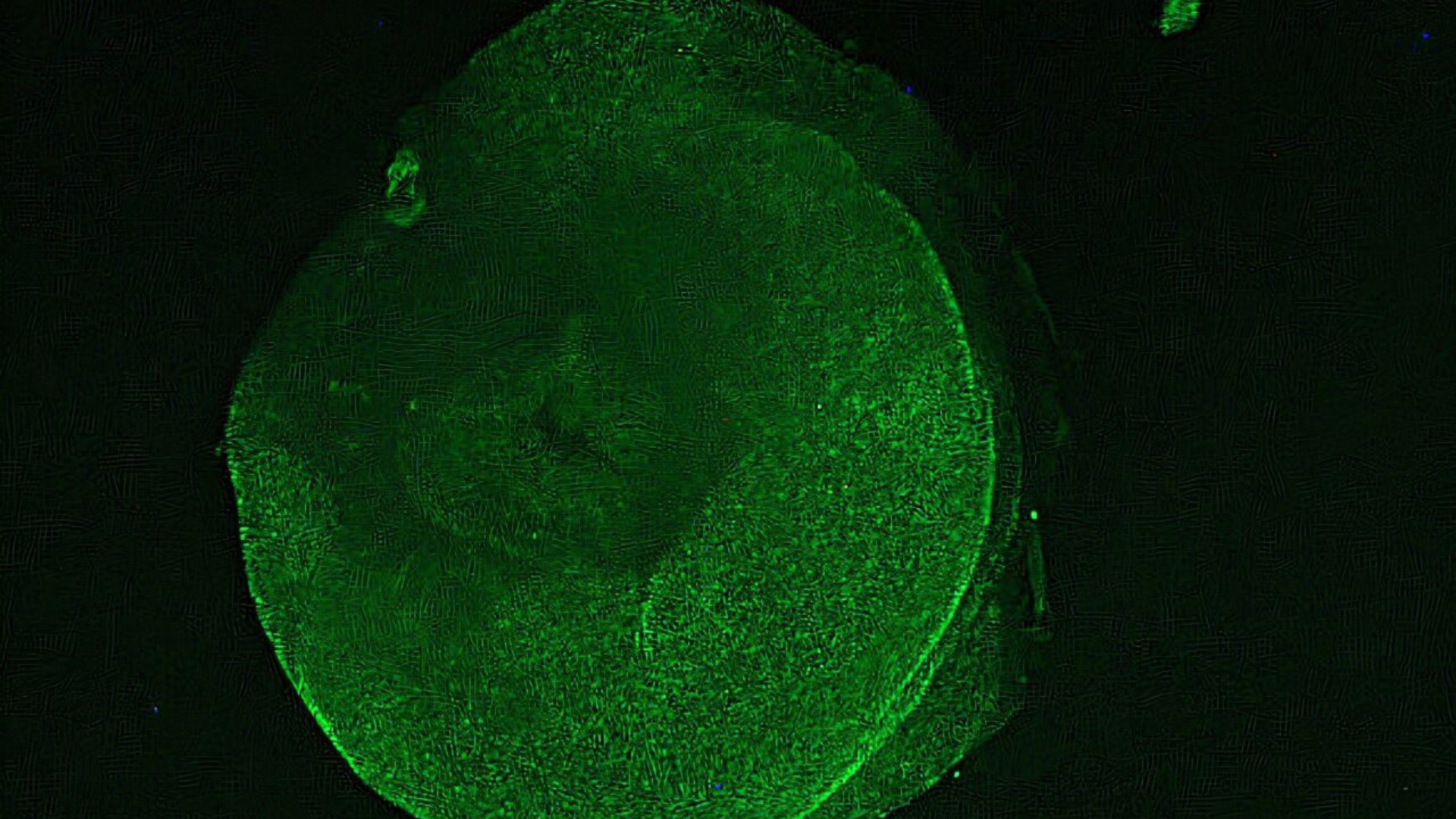 Immortality observed? Real-life ‘zombie’ tissue seen in cold-water sea cucumbers