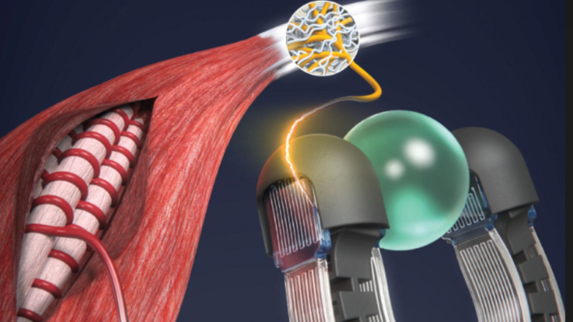 New smart artificial muscle could bring human-like feedback to humanoid robot