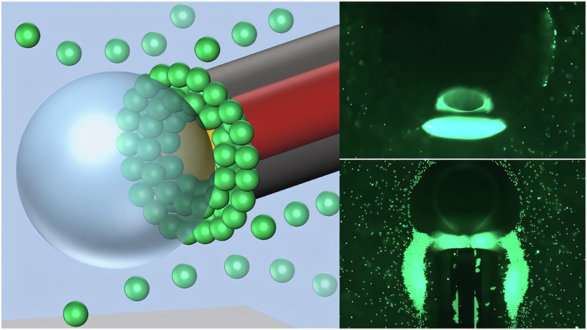 Osaka’s 10nm gold-coated optical fiber gathers 100,000 bacteria in 60 seconds via laser