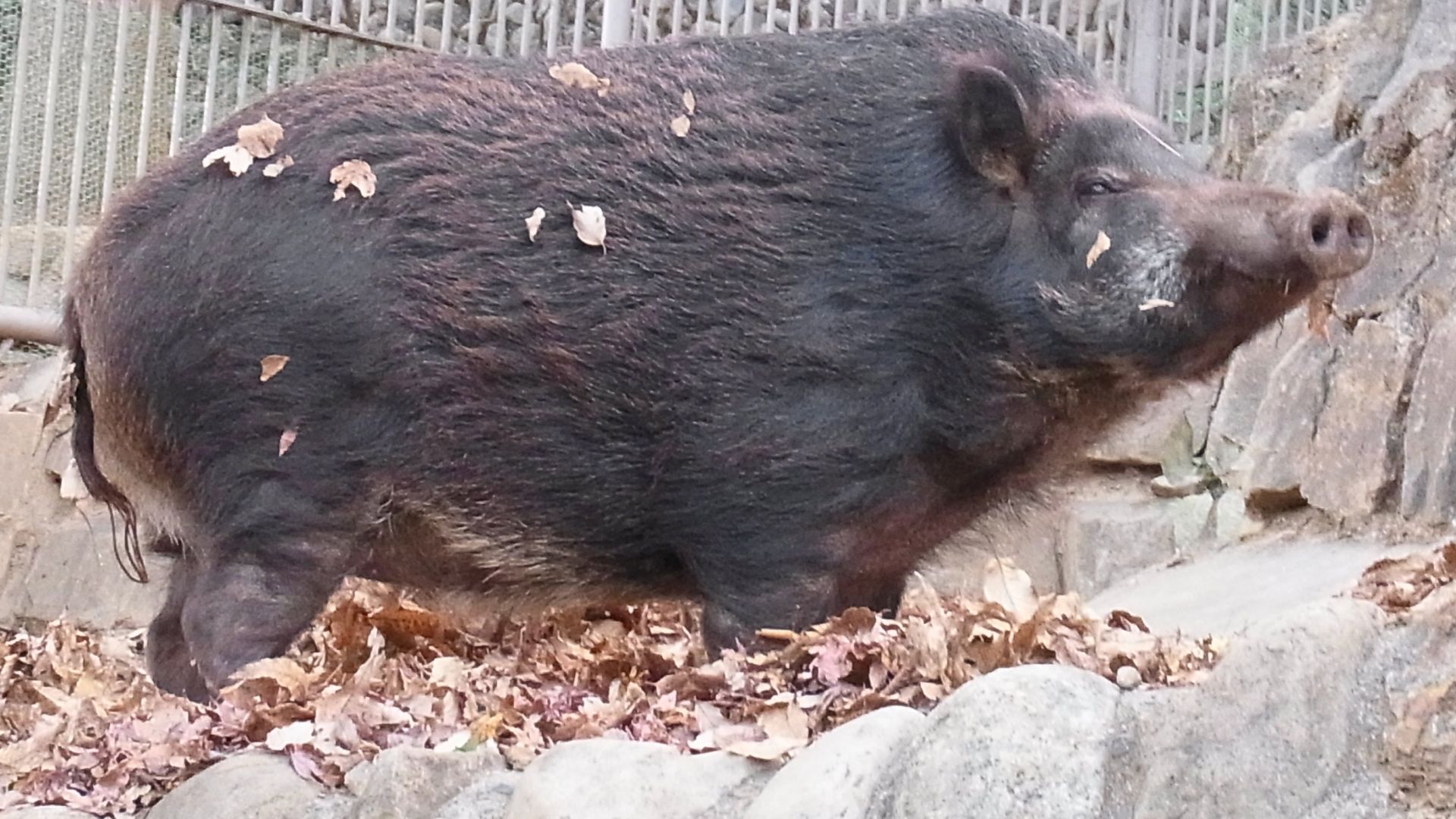 Rapidly reproducing mutant ‘super pigs’ found in Fukushima nuclear disaster zone