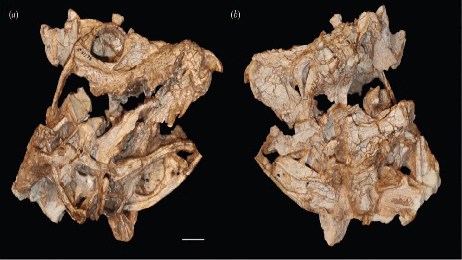 Rare 210-million-year-old crocodile cousins found during the rise of the dinosaurs