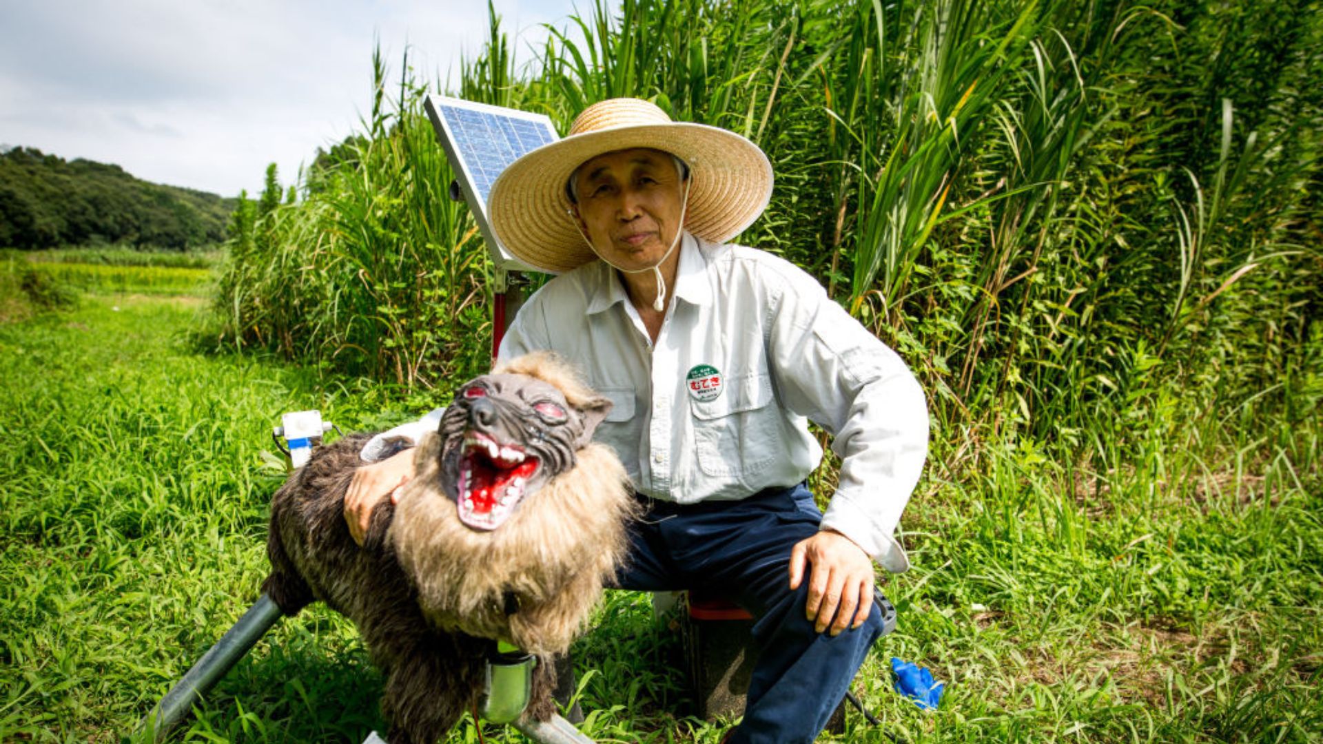 Robots vs Wild: Japan turns to handmade ‘monster wolves’ to prevent deadly bear attacks