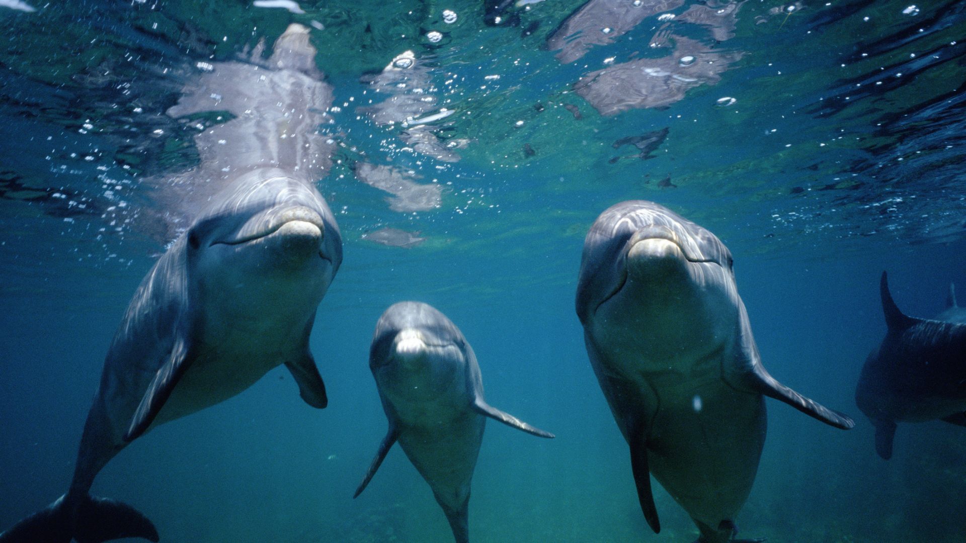 Scientists identify vortex rings as key to dolphin speed using a supercomputer