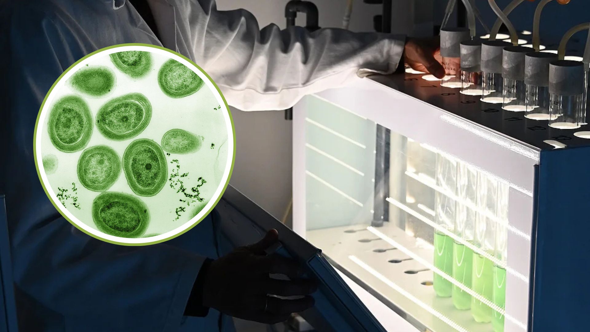 Smart polymer shields blue-green algae from oxygen to generate hydrogen fuel at scale