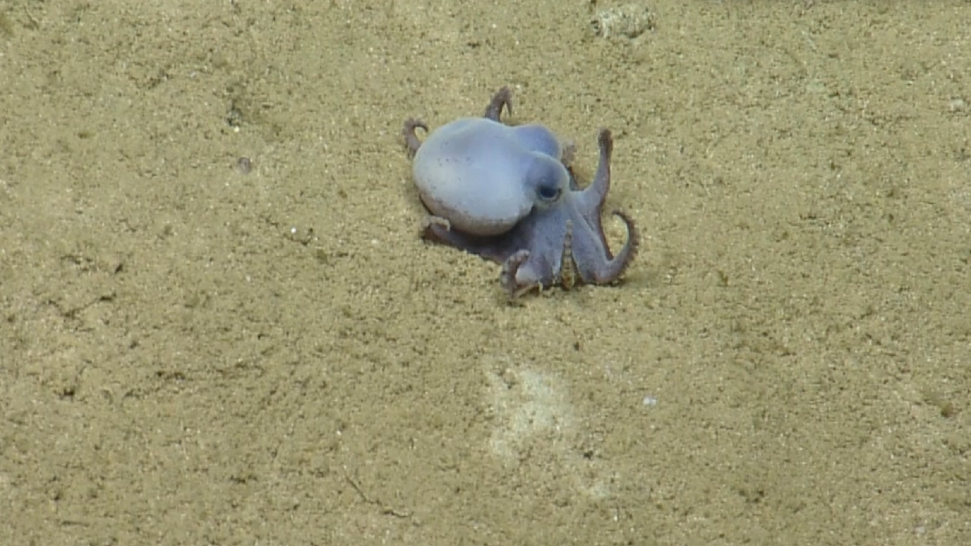 The size of a golf ball: Tiny blue octopus discovered nearly 6,000 feet deep in Galápagos